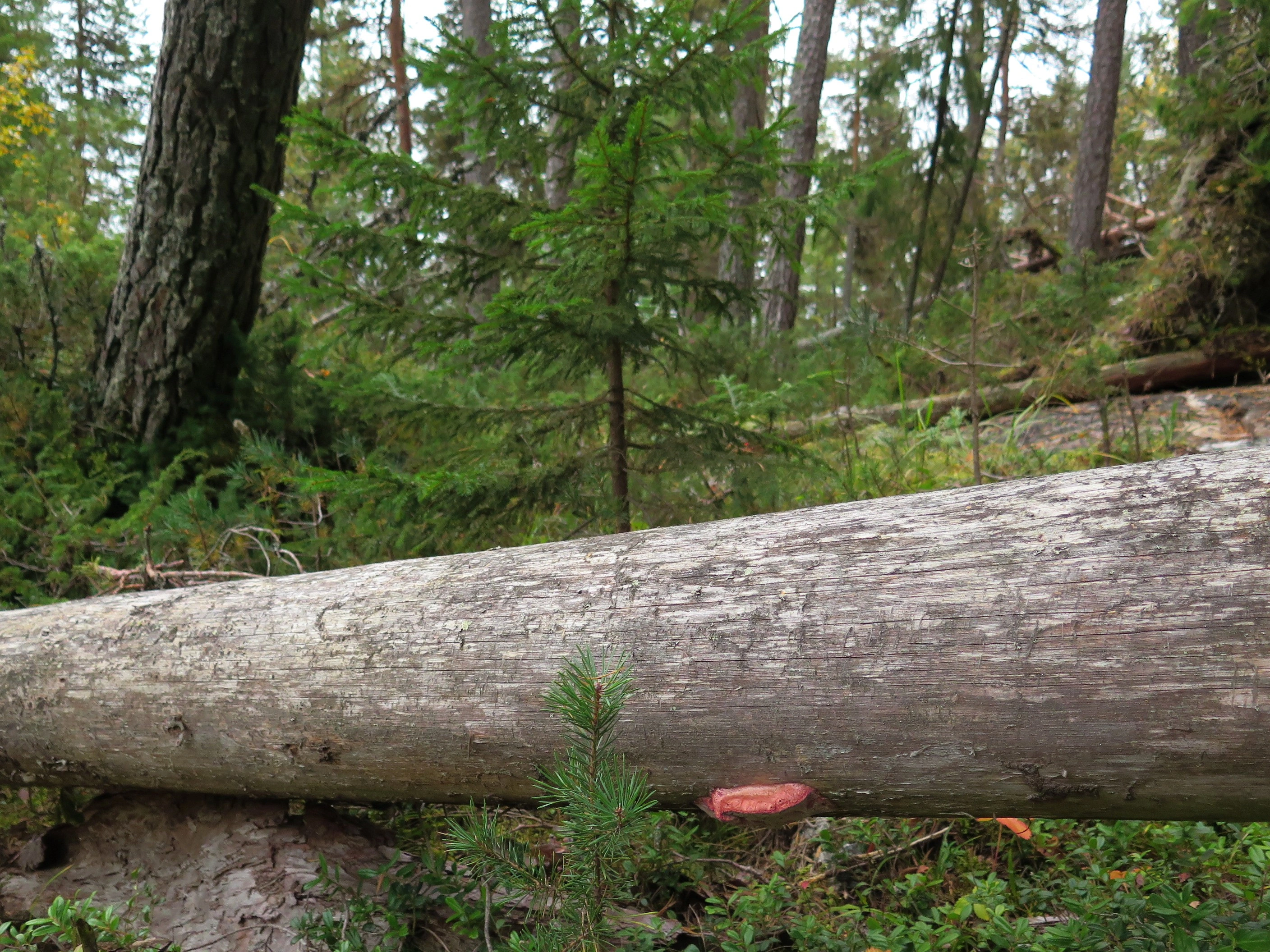 : Leptoporus erubescens.