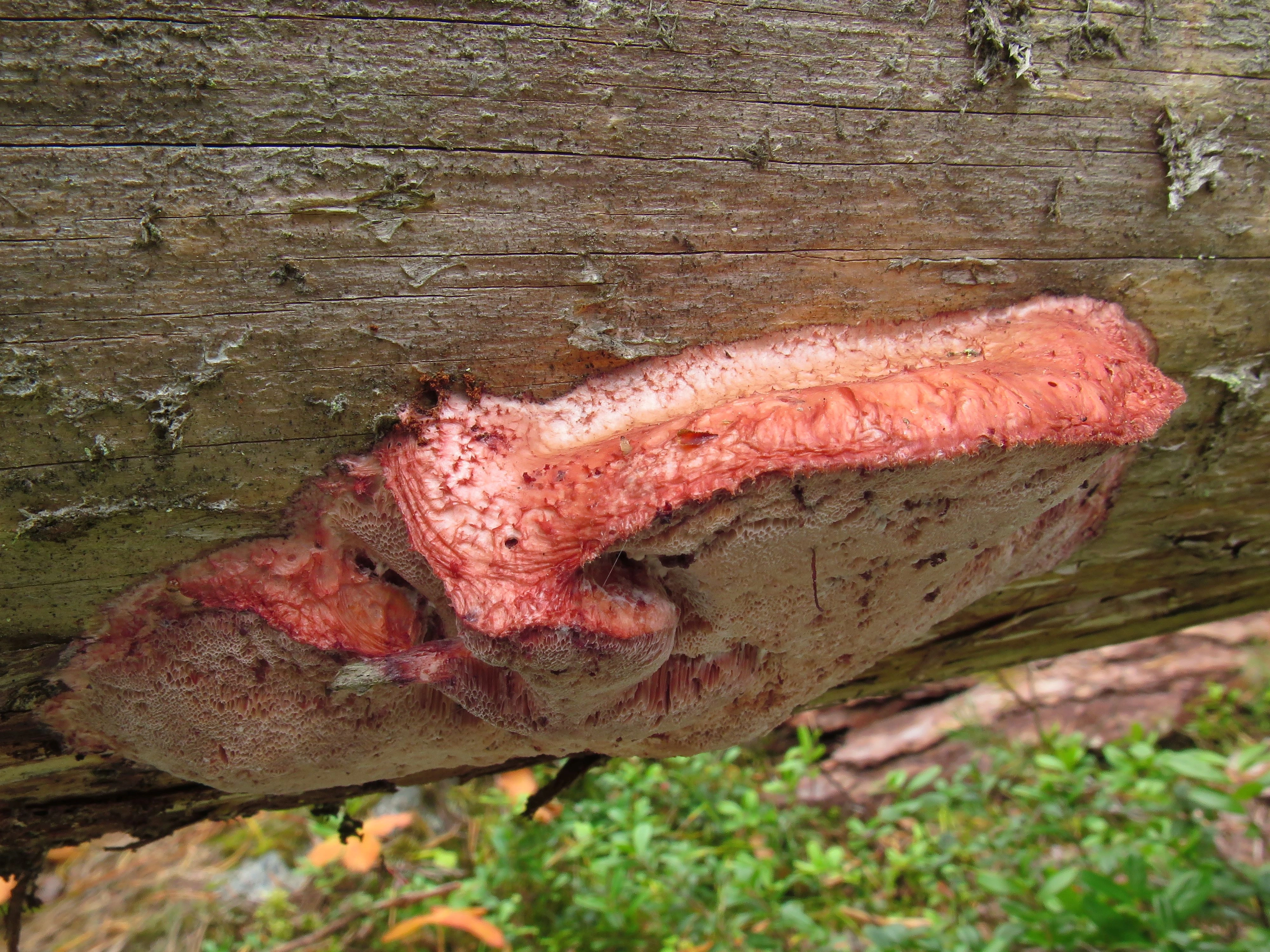 : Leptoporus erubescens.