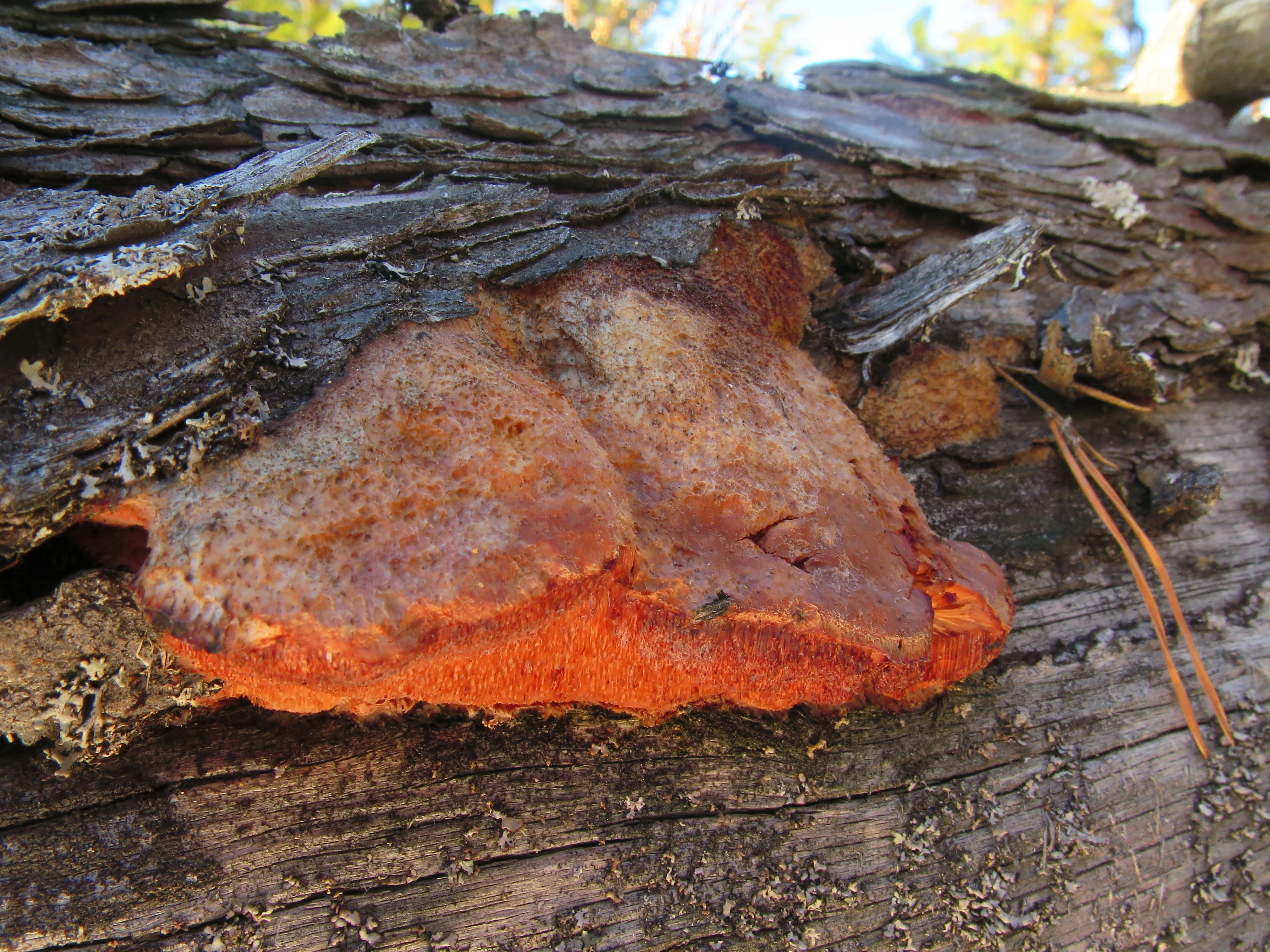 : Leptoporus erubescens.