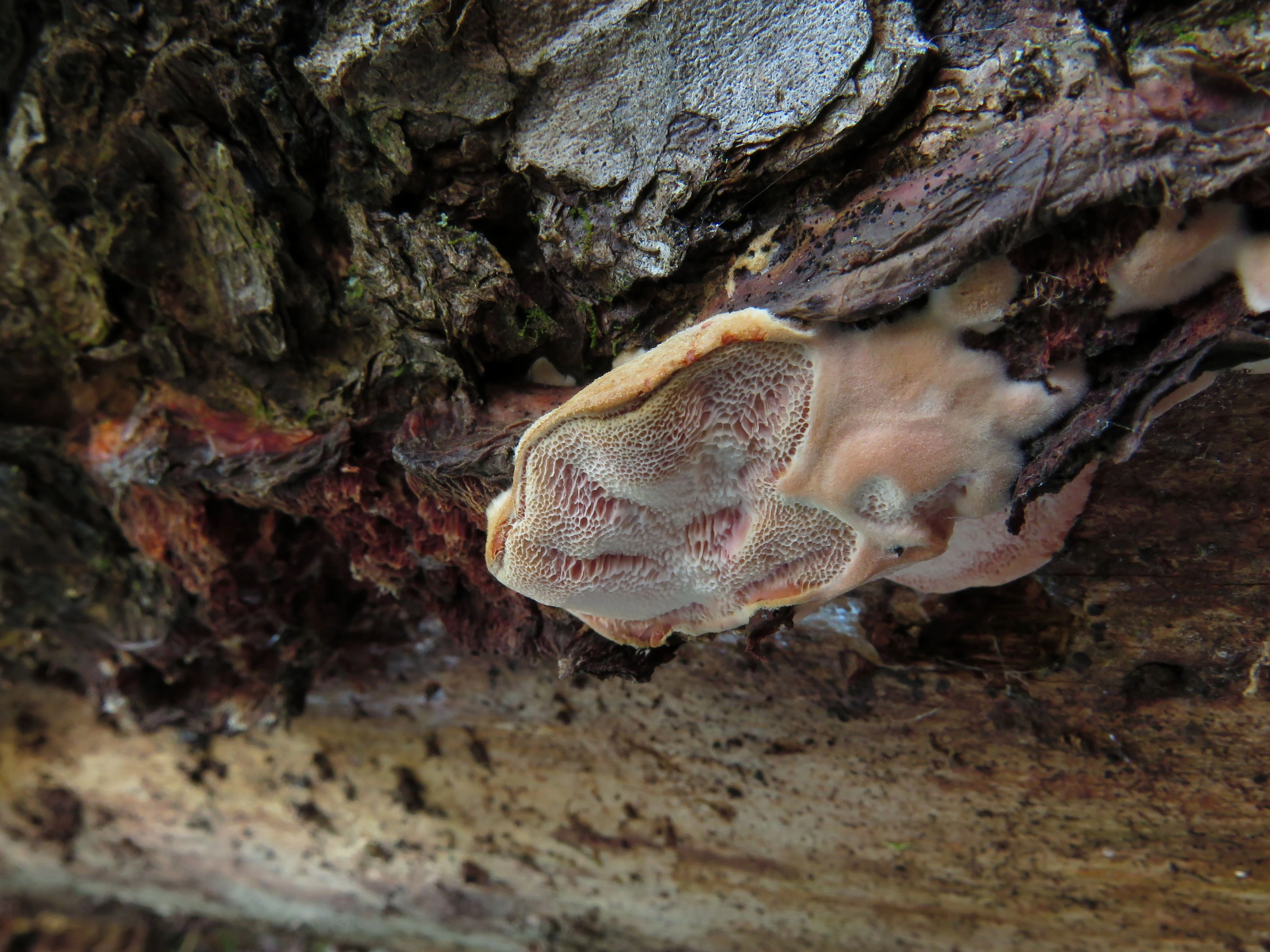 : Leptoporus mollis.