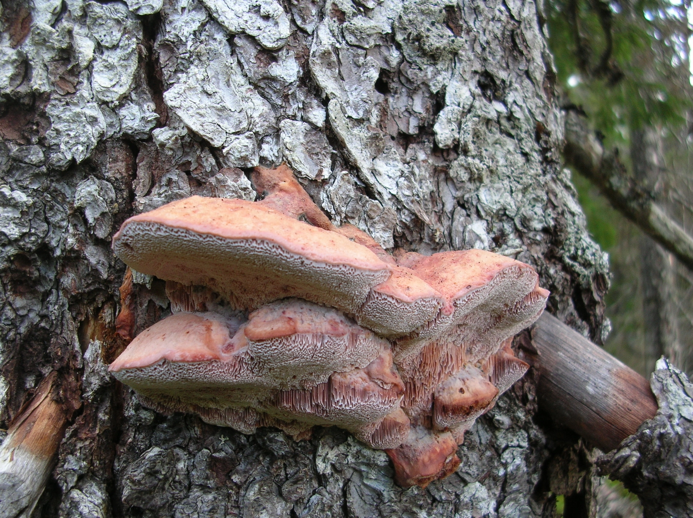 : Leptoporus mollis.