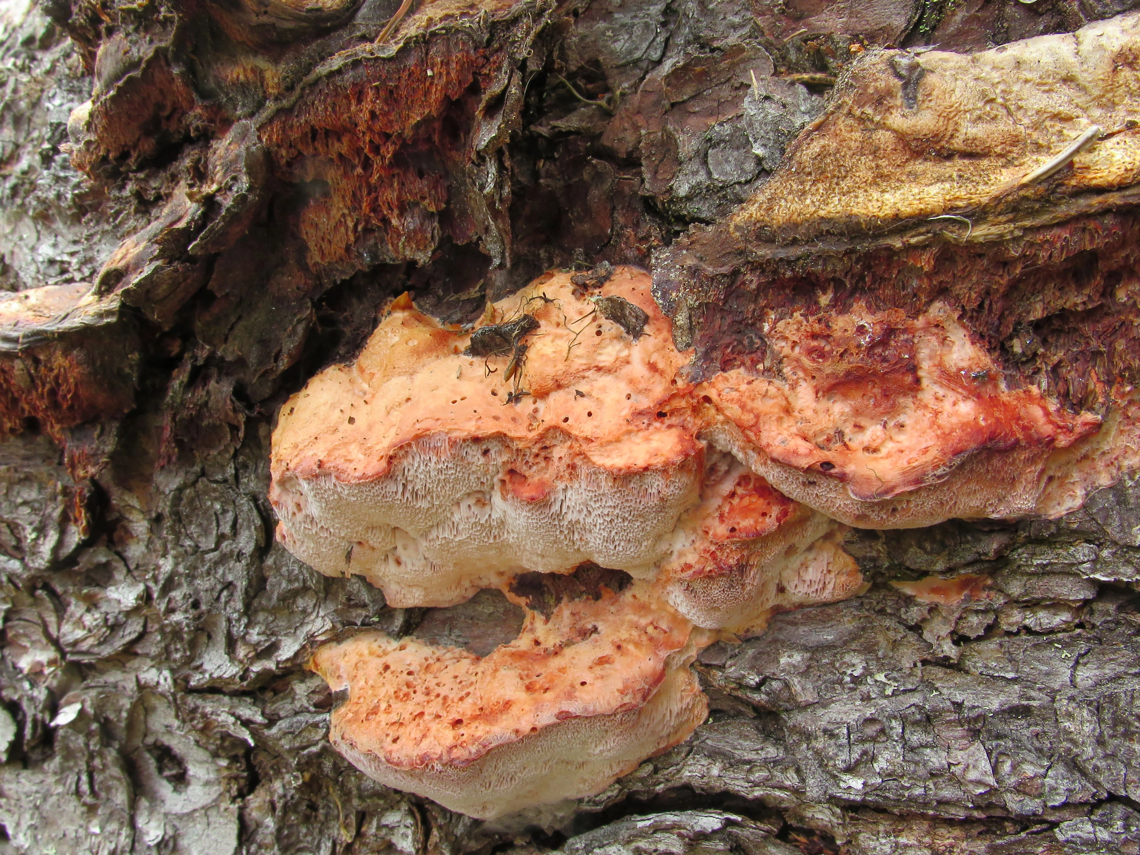 : Leptoporus mollis.