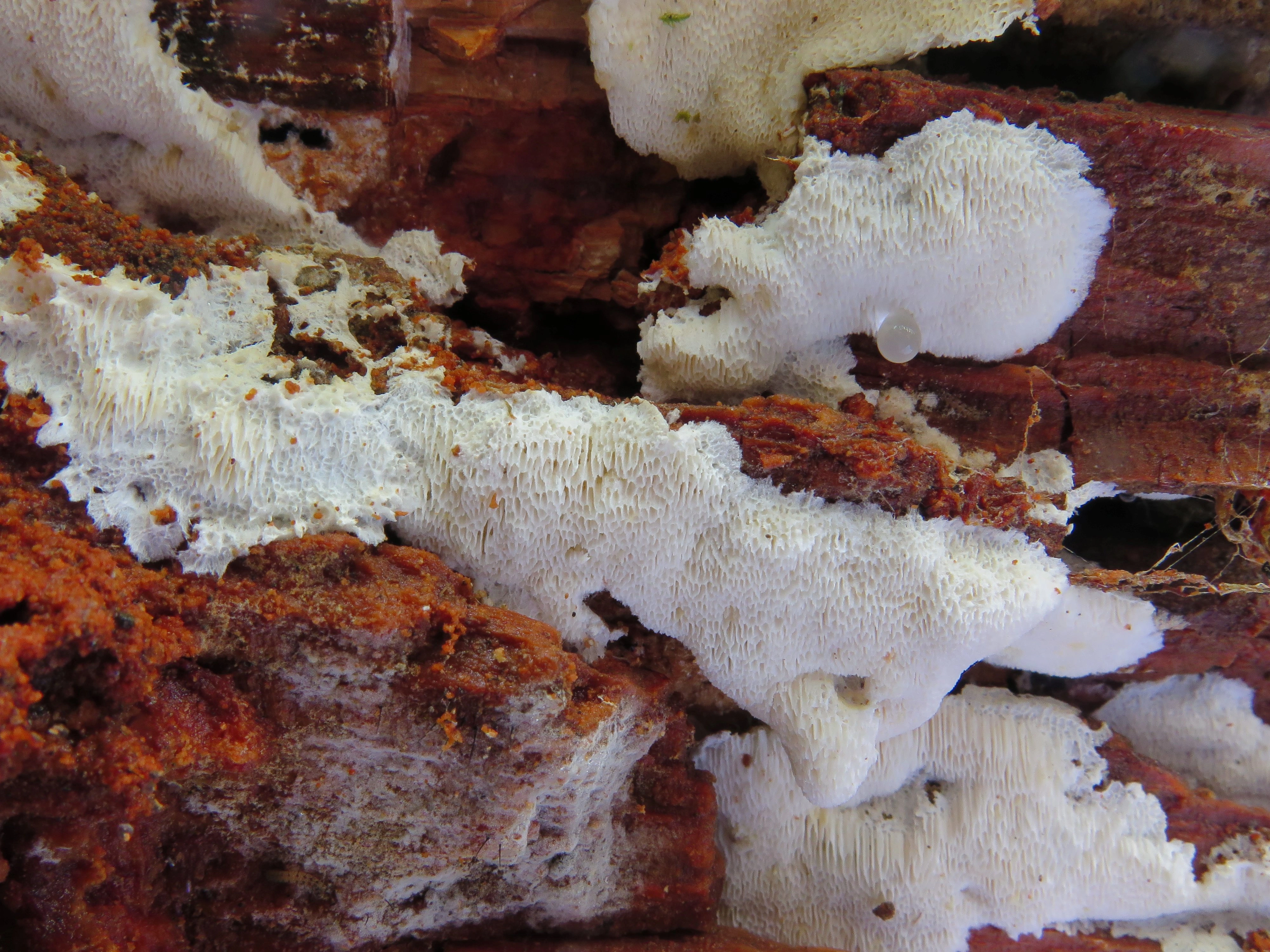 : Oligoporus romellii.