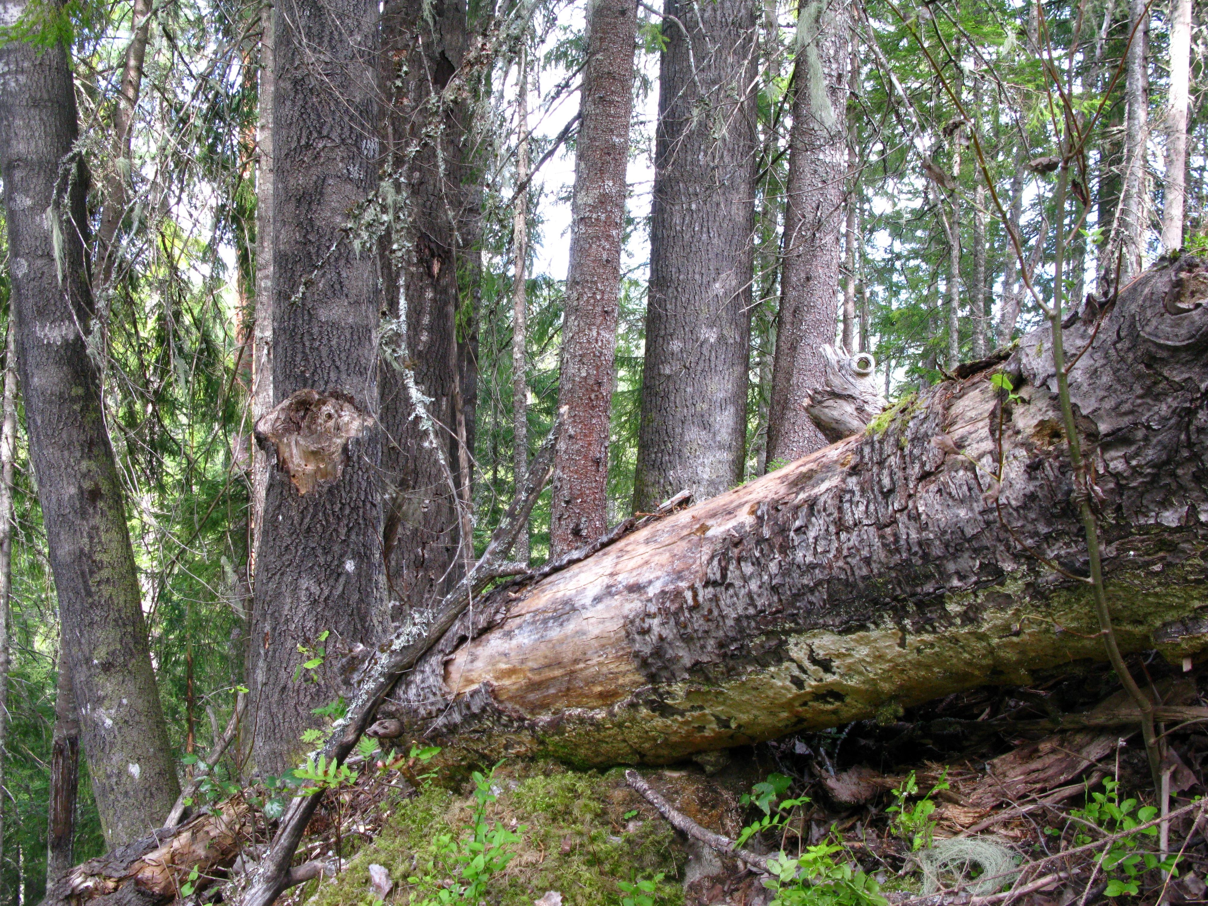 : Oxyporus corticola.