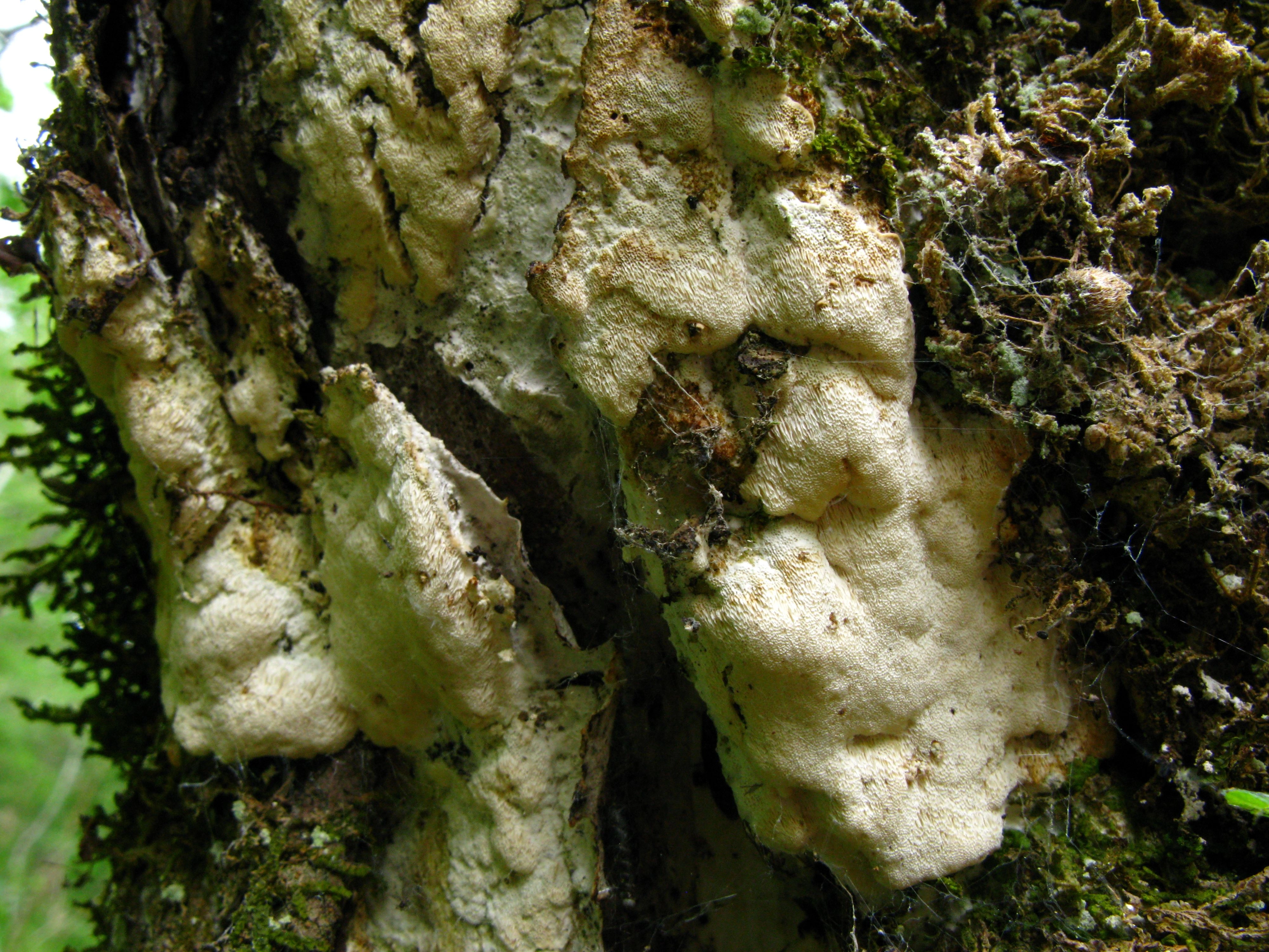 : Oxyporus obducens.