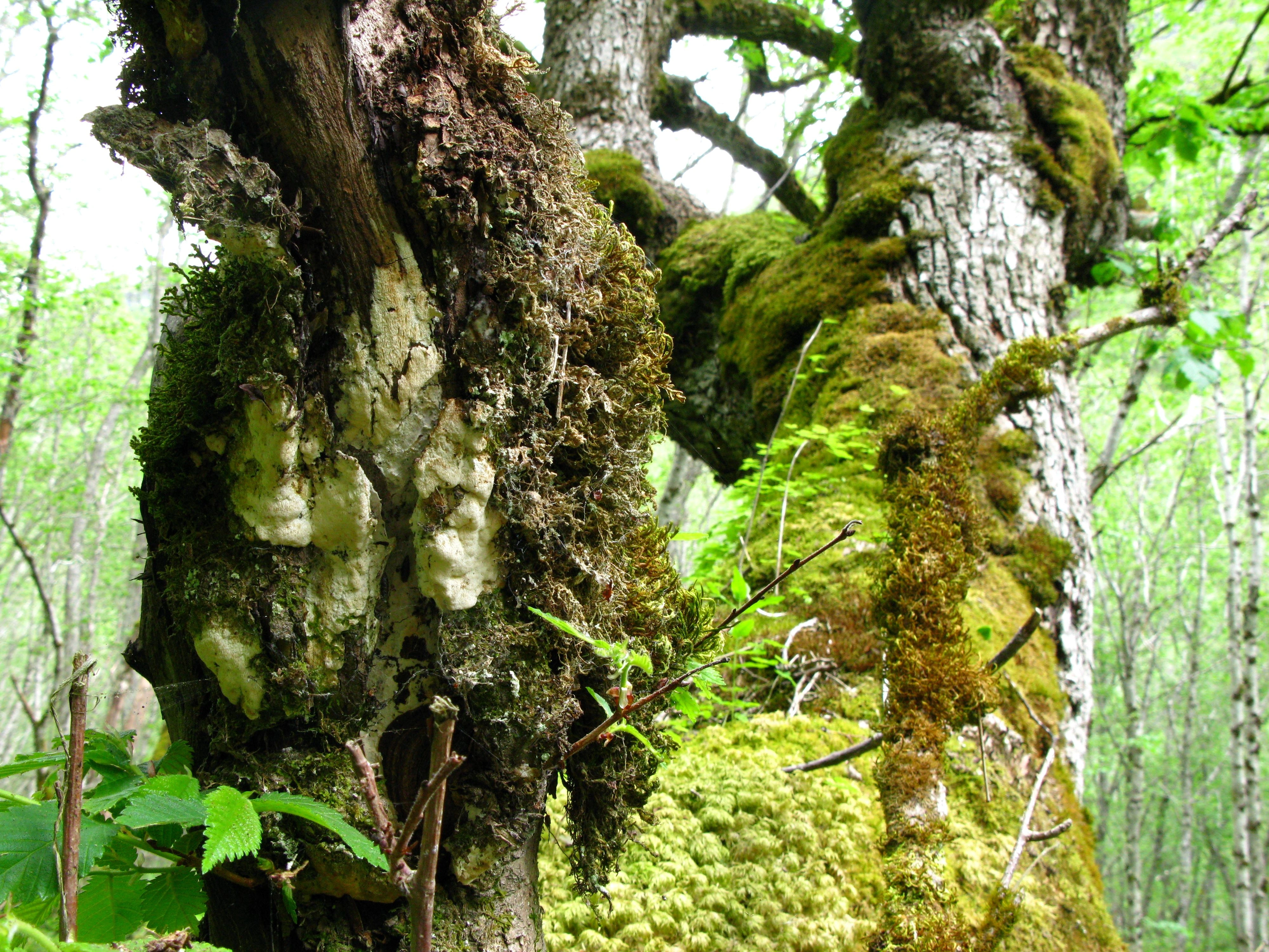 : Oxyporus obducens.