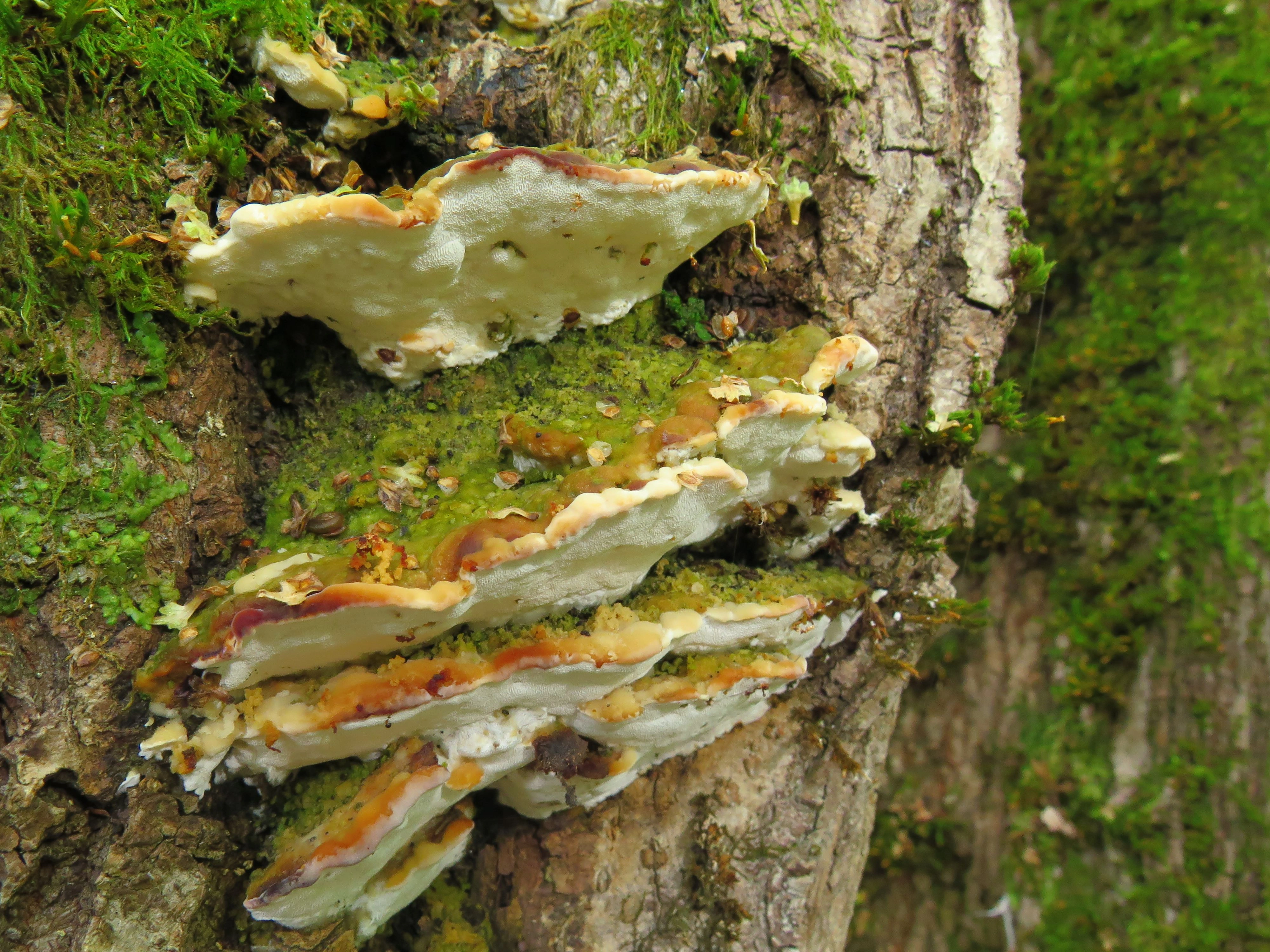 : Oxyporus populinus.