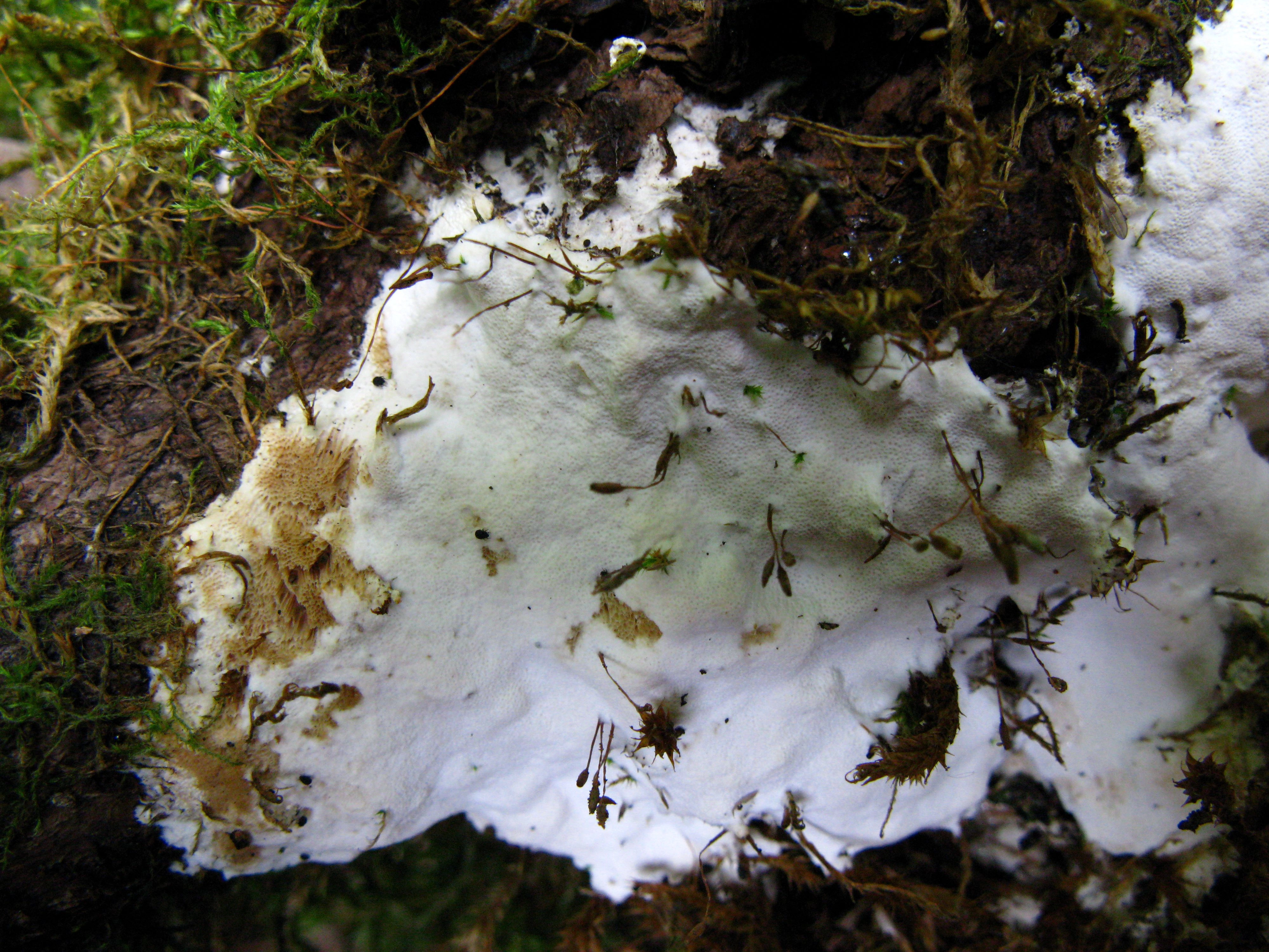 : Oxyporus populinus.