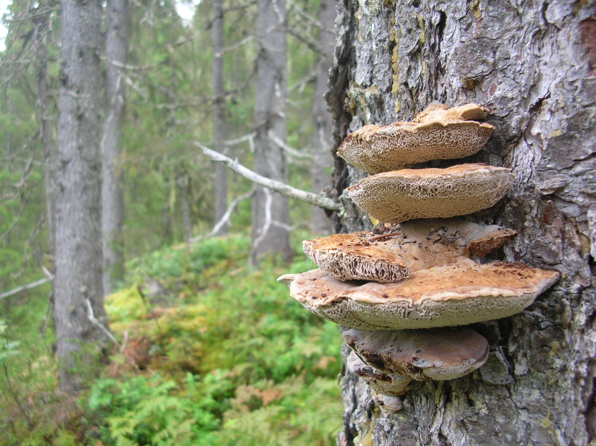 : Pelloporus leporinus.