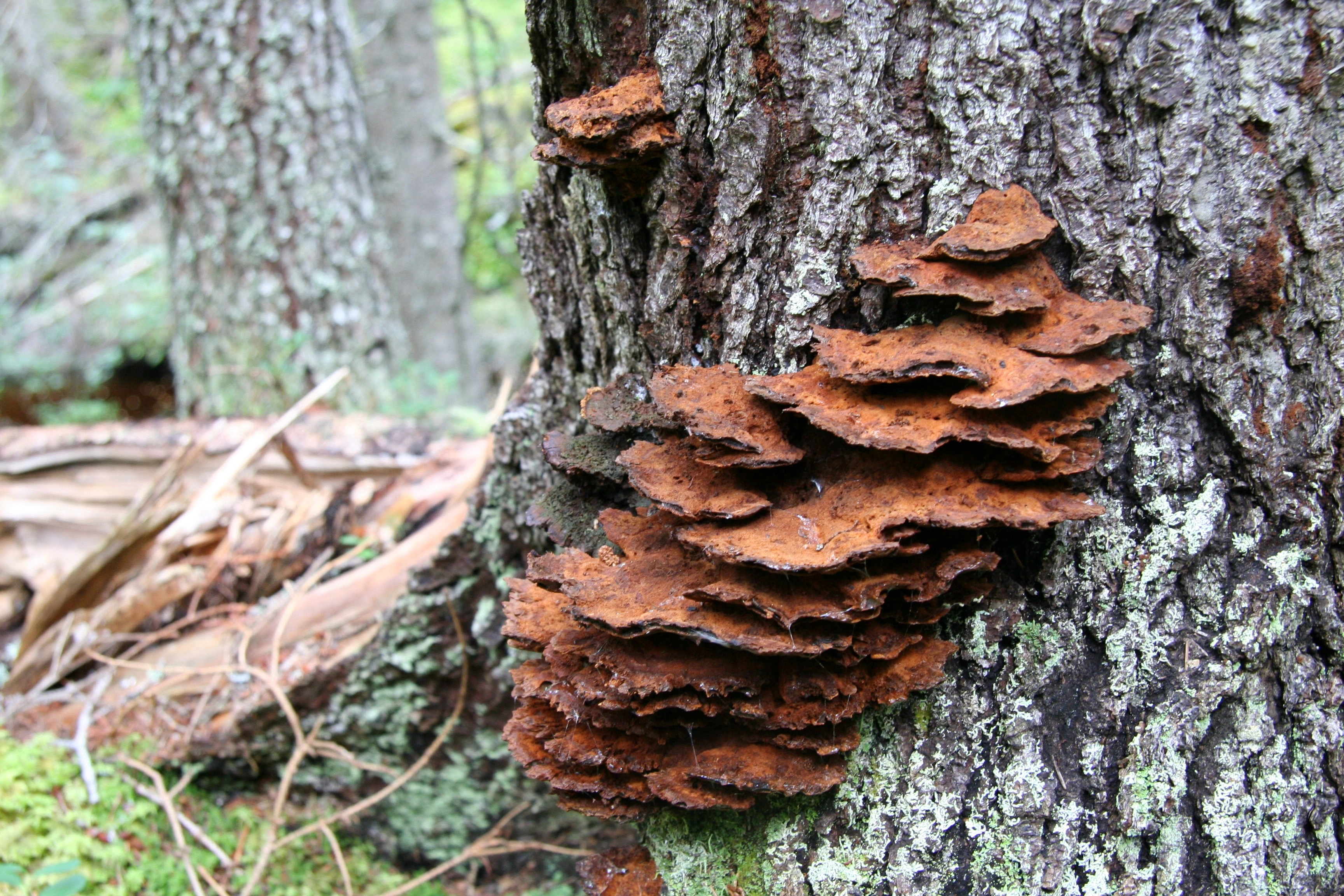 : Pelloporus leporinus.