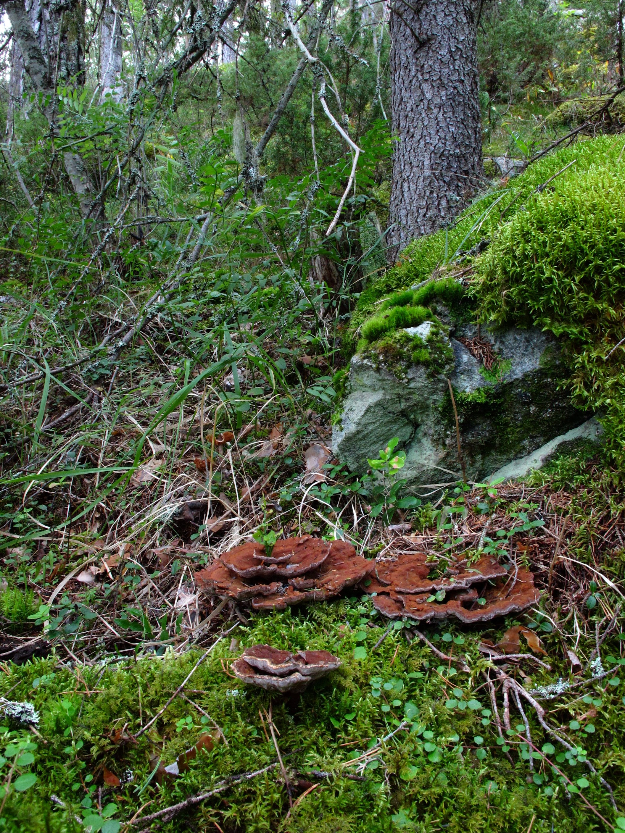 : Pelloporus tomentosus.