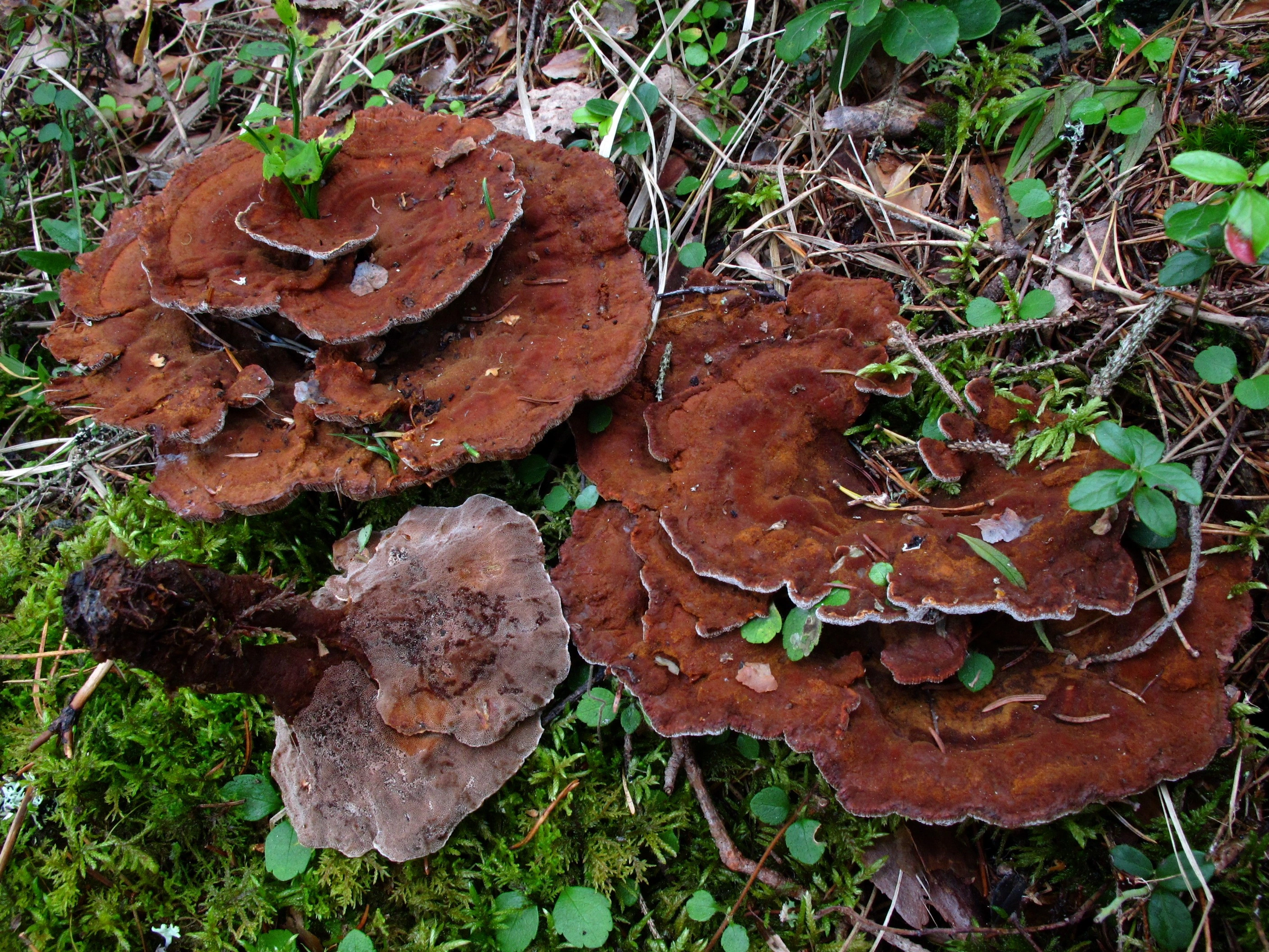 : Pelloporus tomentosus.