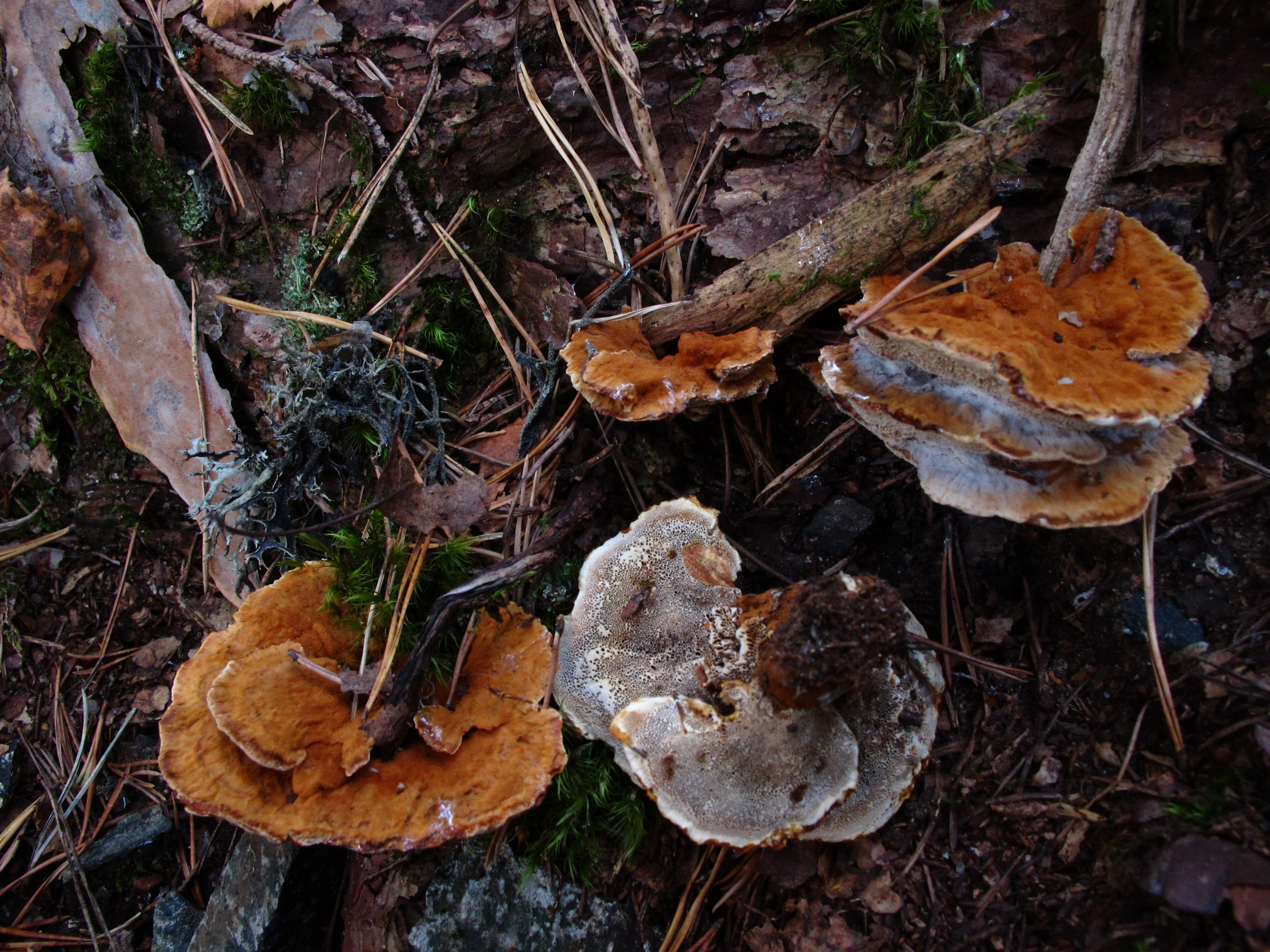 : Pelloporus tomentosus.