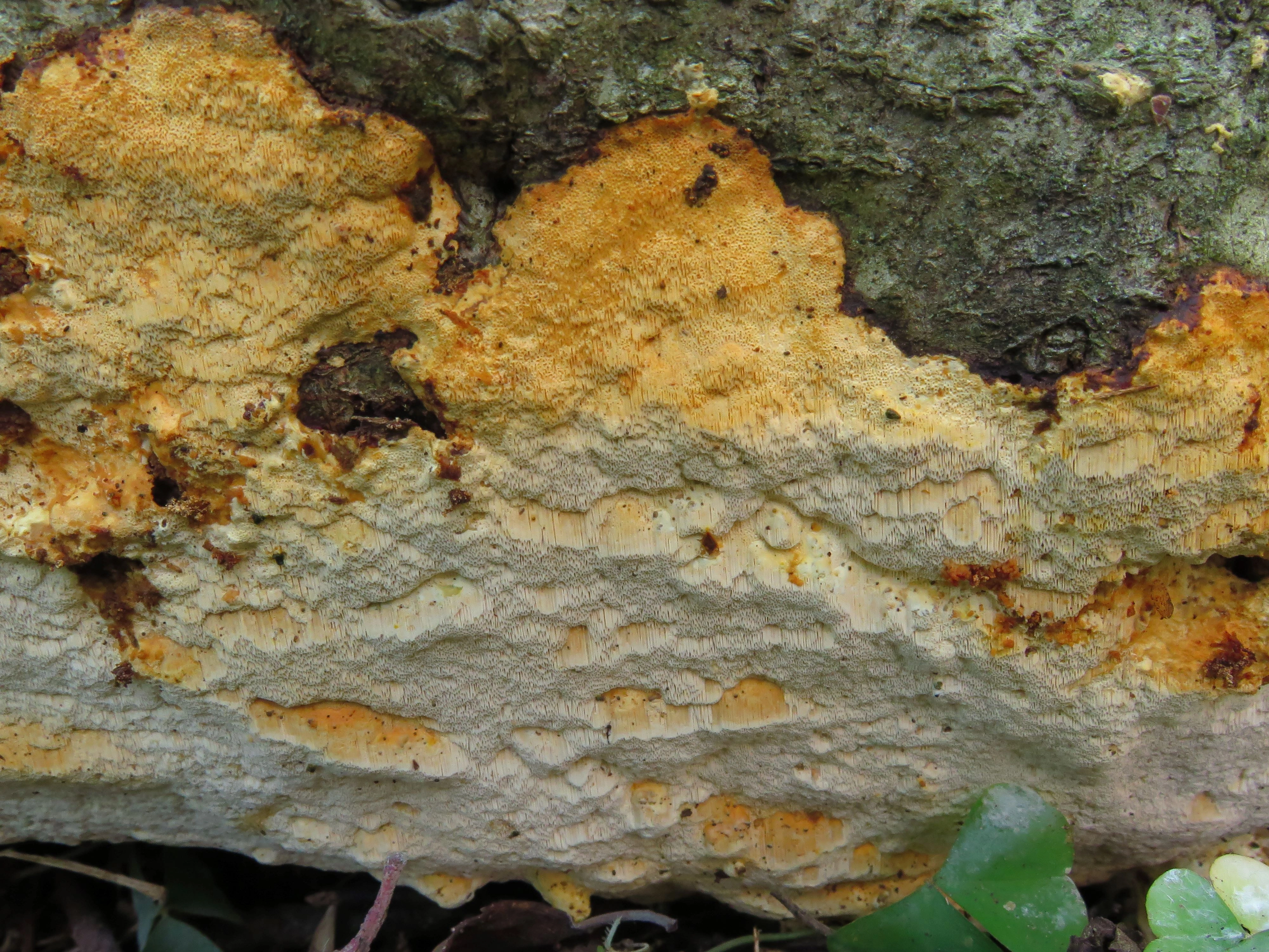 : Perenniporia medulla-panis.