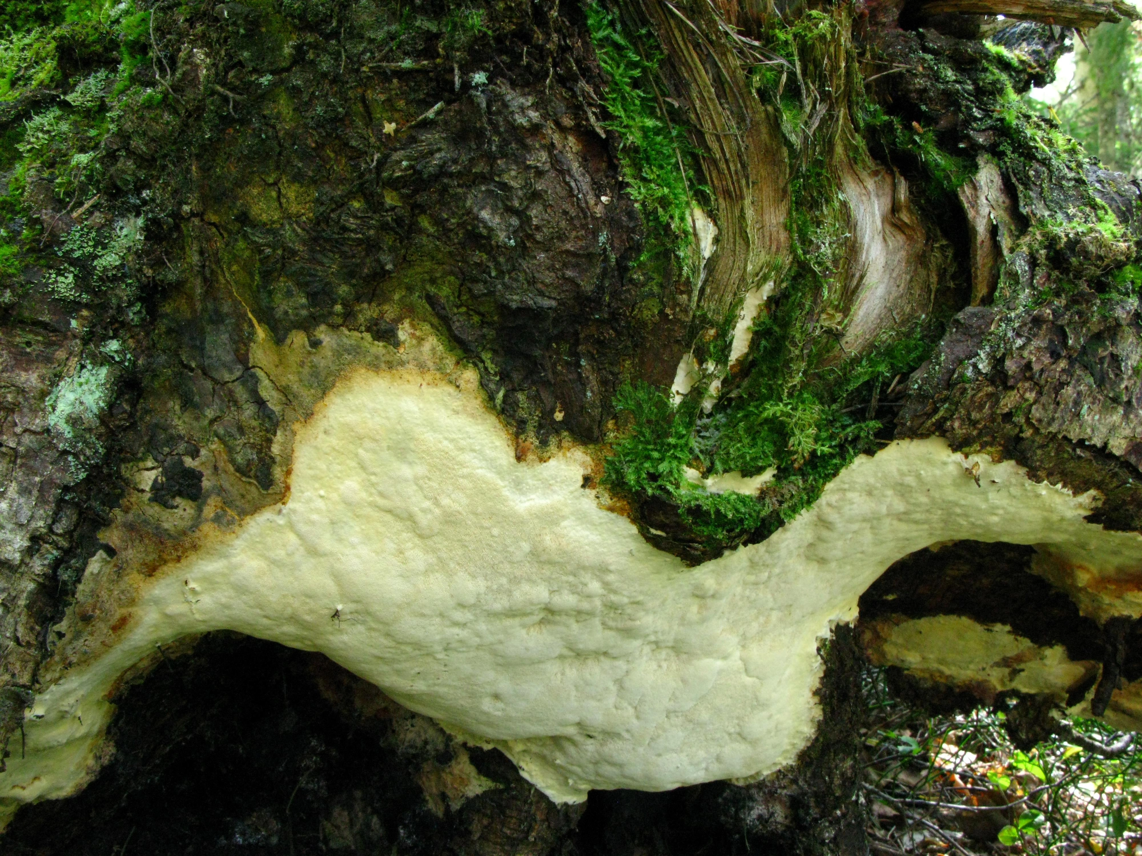 : Perenniporia subacida.