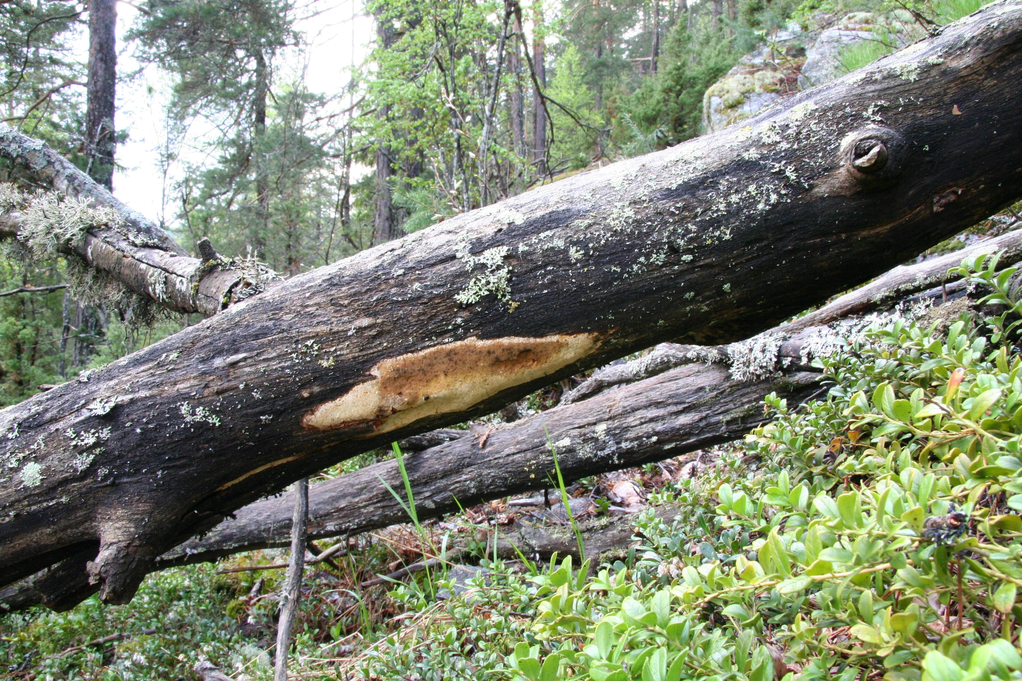 : Perenniporia tenuis.