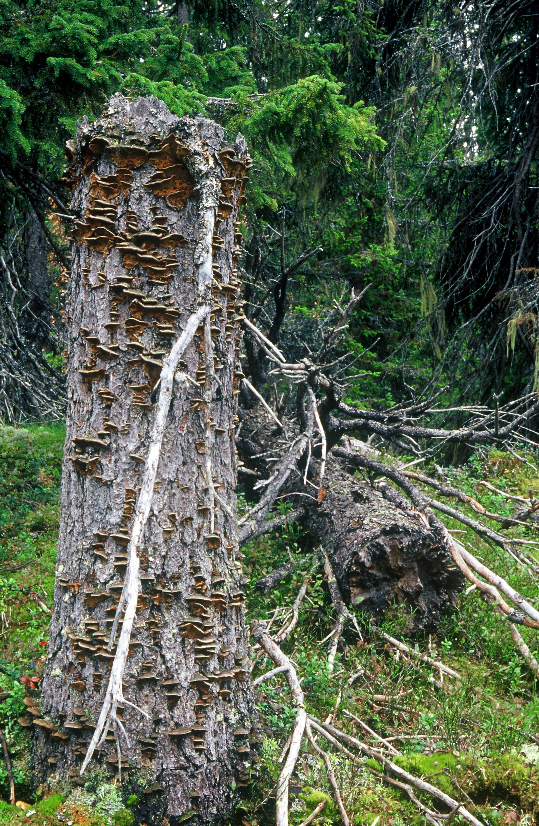 : Phellinus abietis.