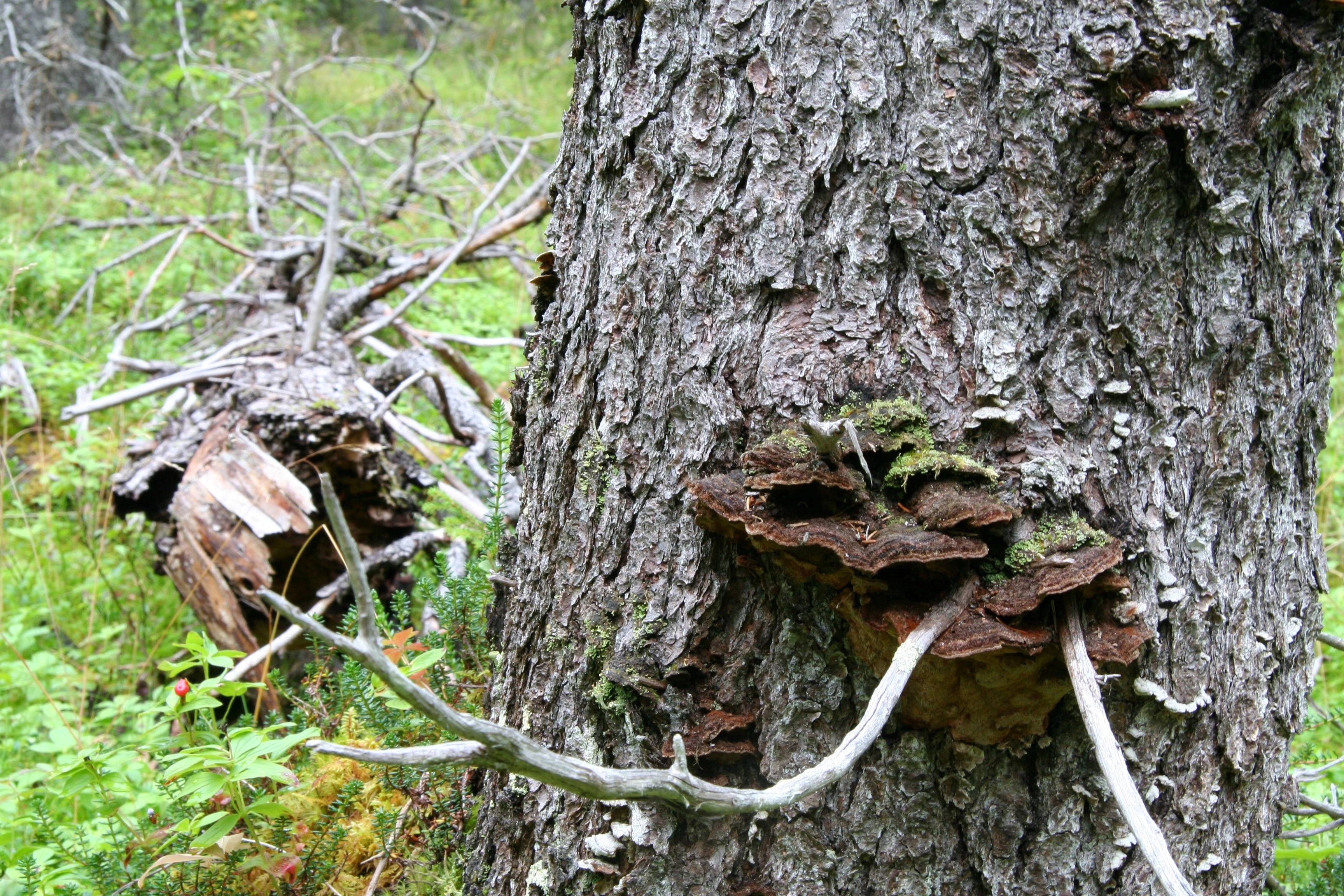 : Phellinus abietis.