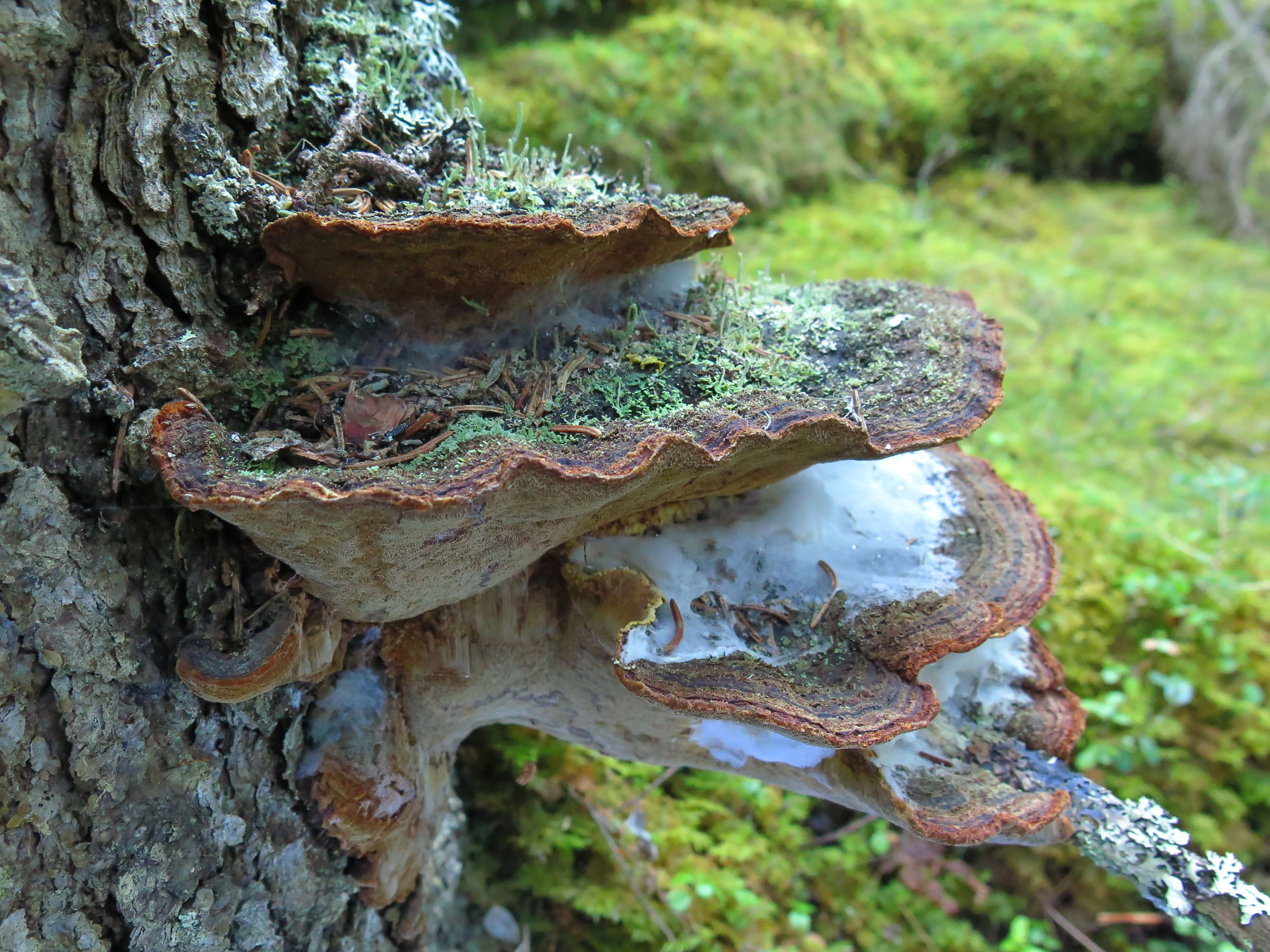 : Phellinus abietis.