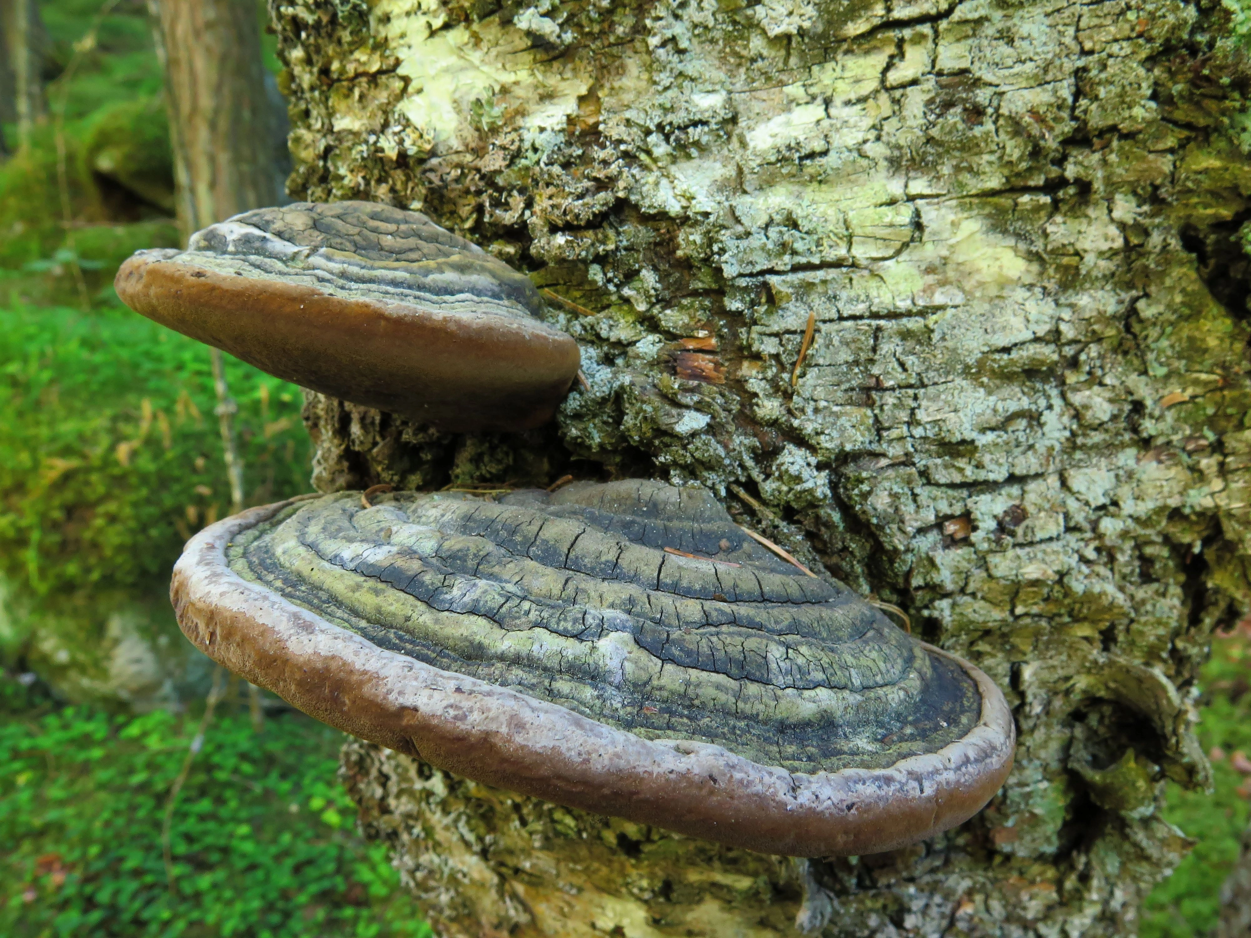 : Phellinus alni.