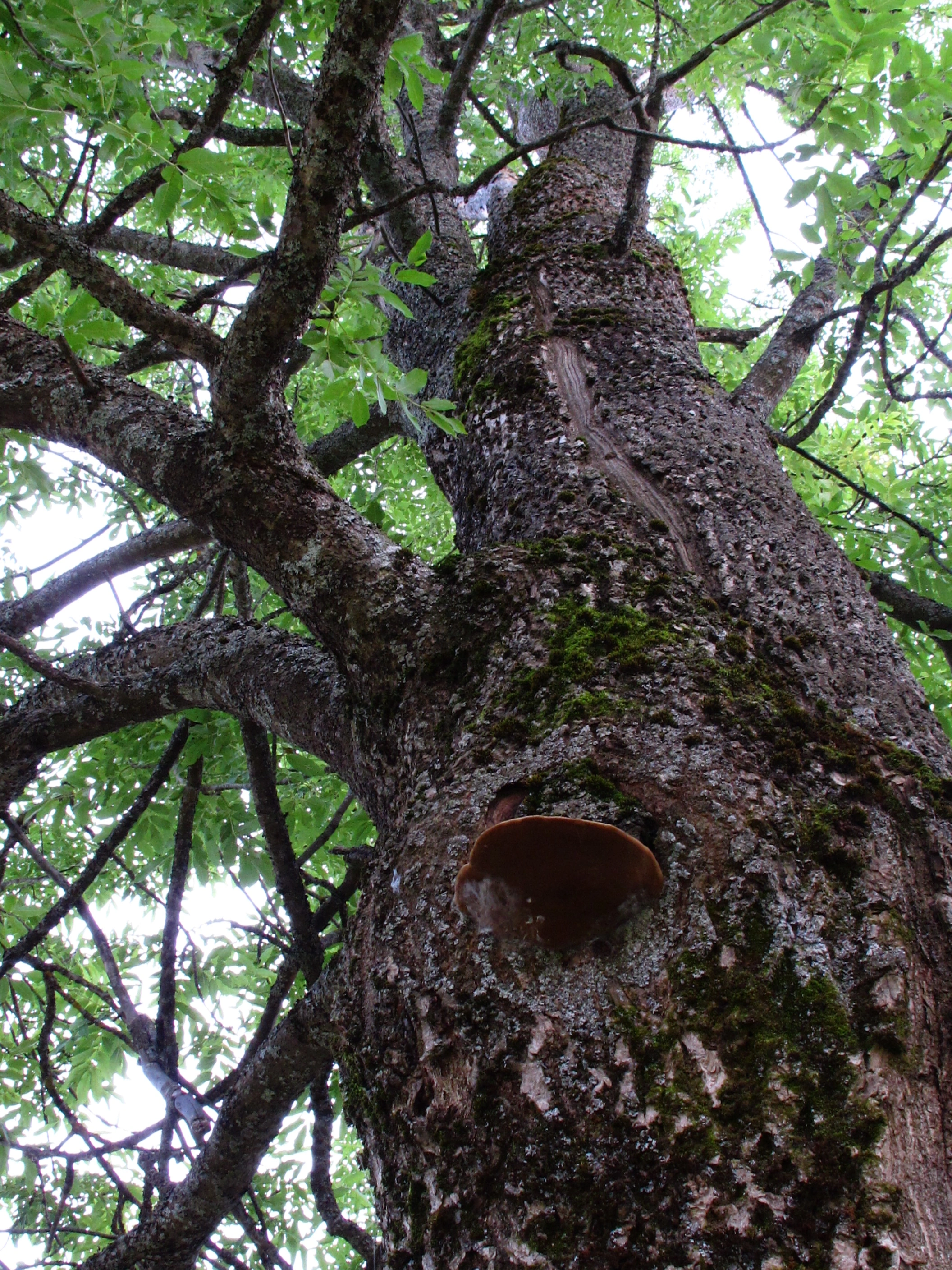 : Phellinus alni.