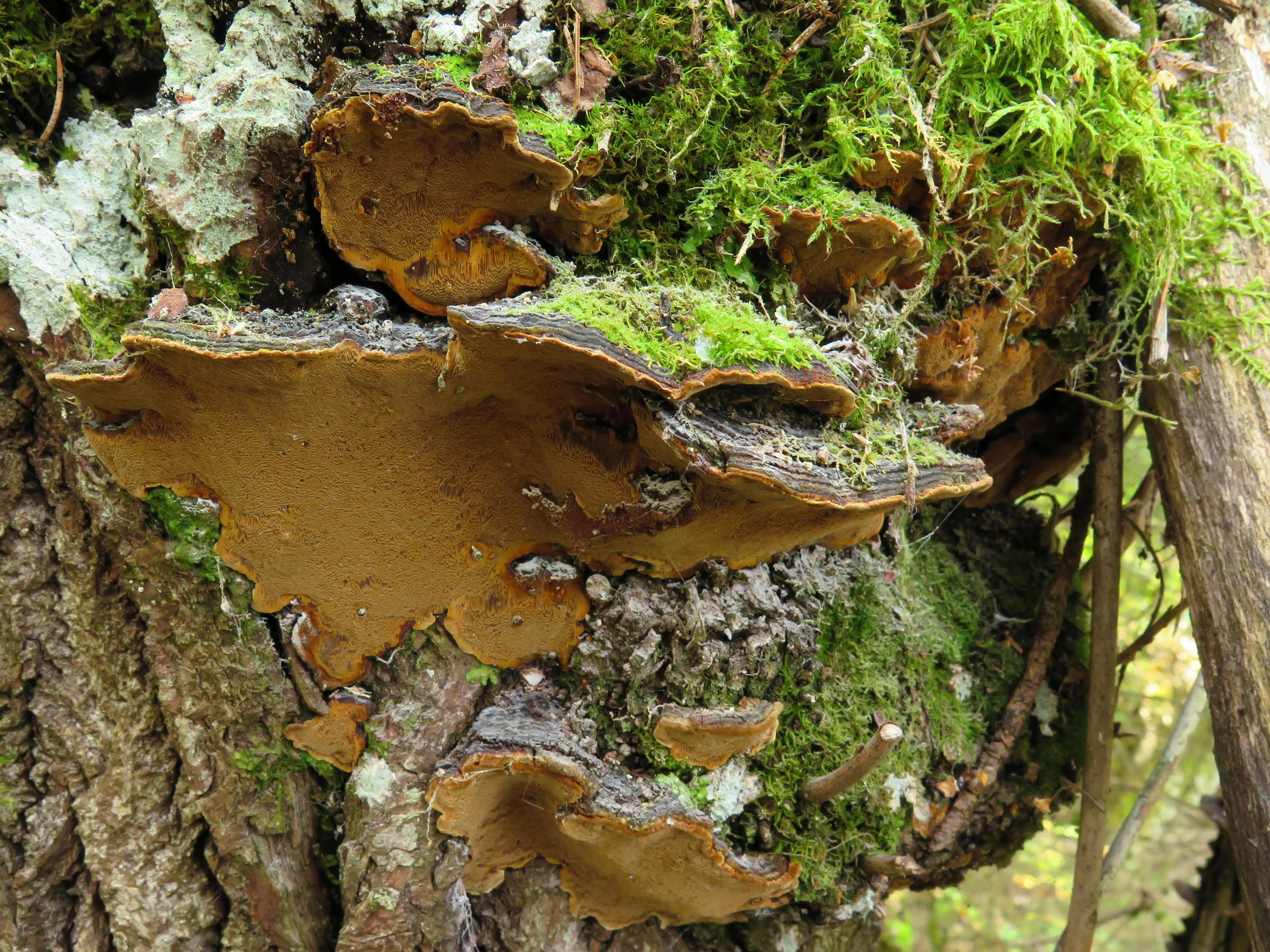 : Phellinus conchatus.