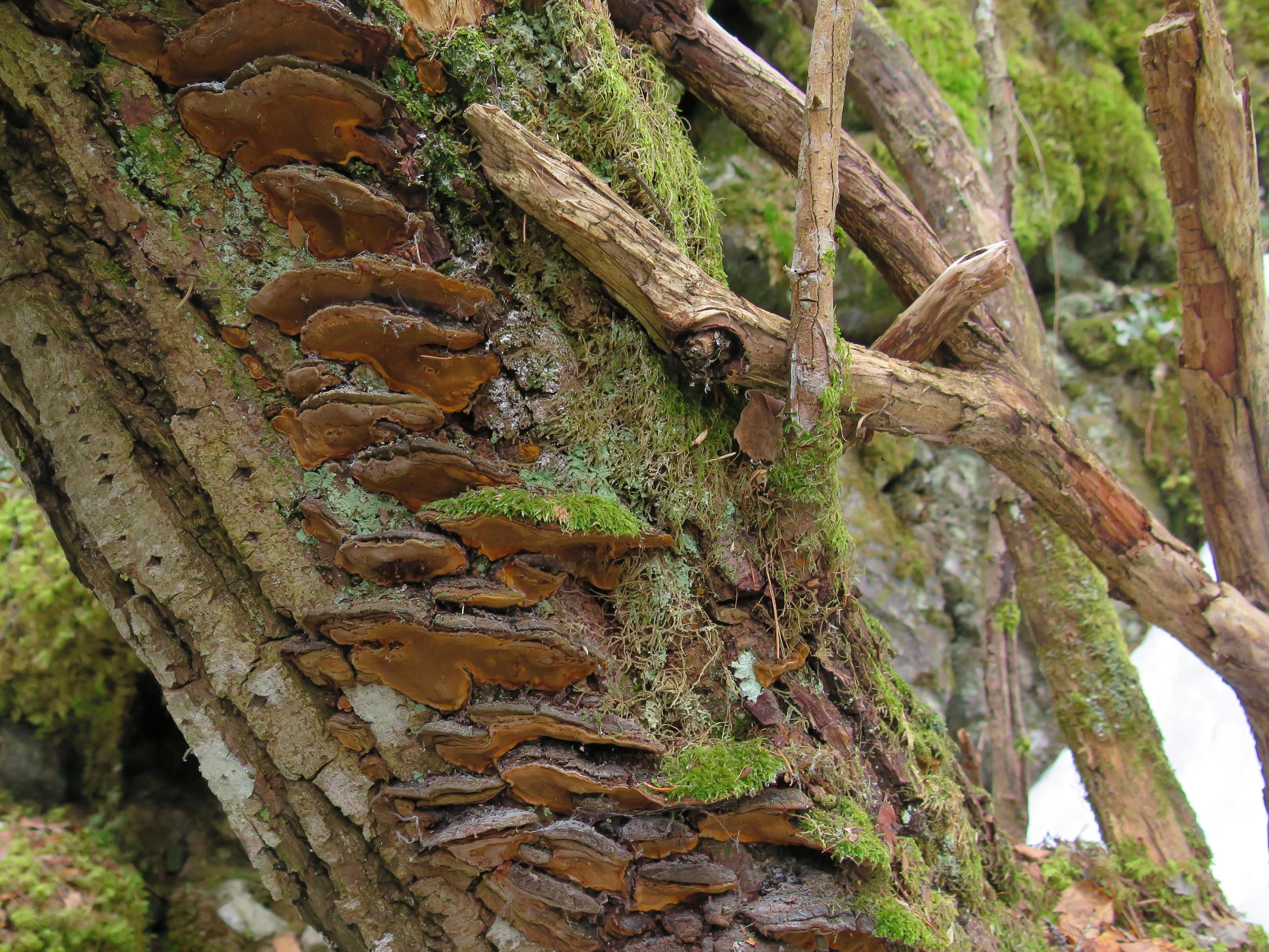 : Phellinus conchatus.