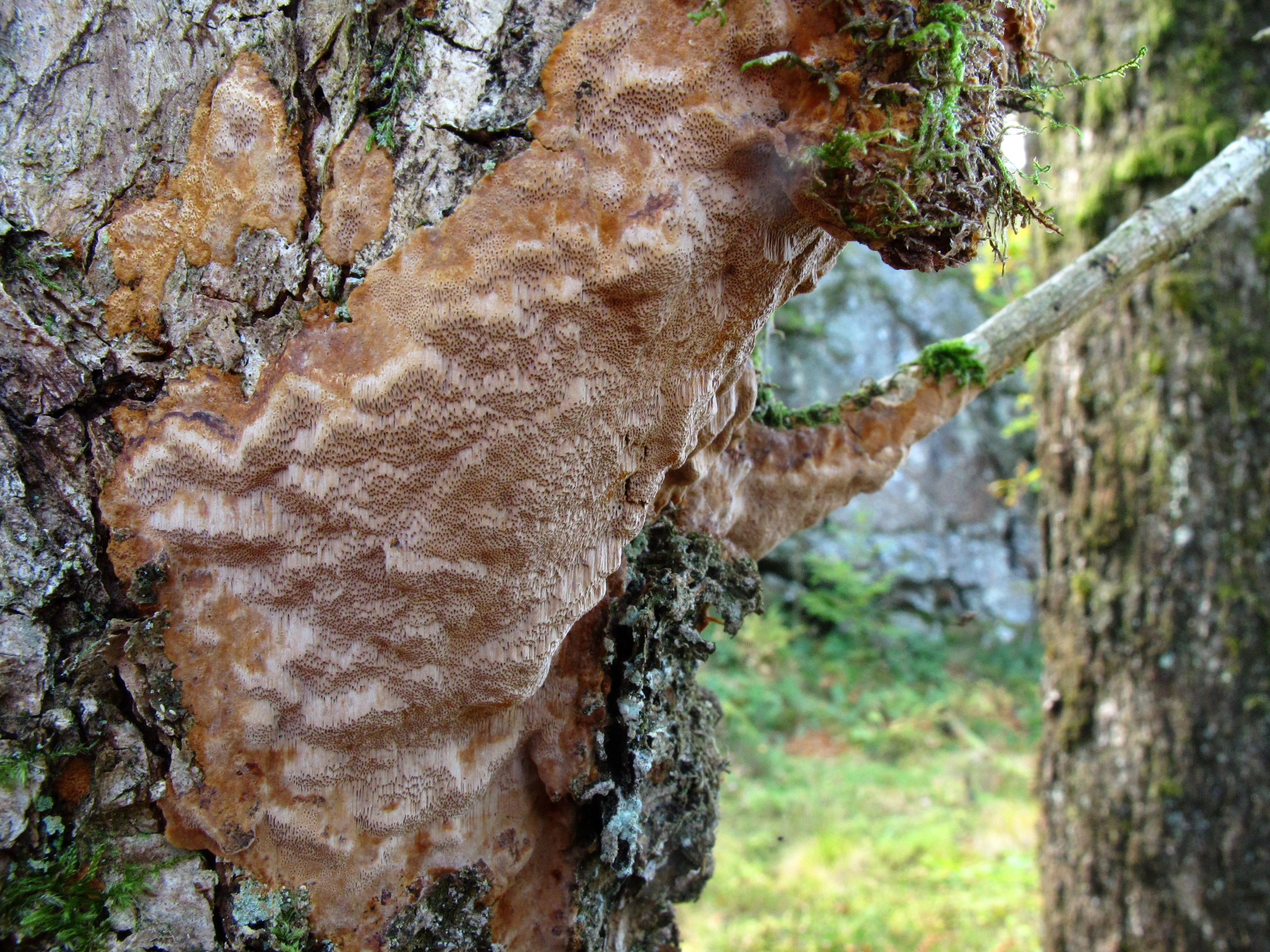 : Phellinus ferreus.