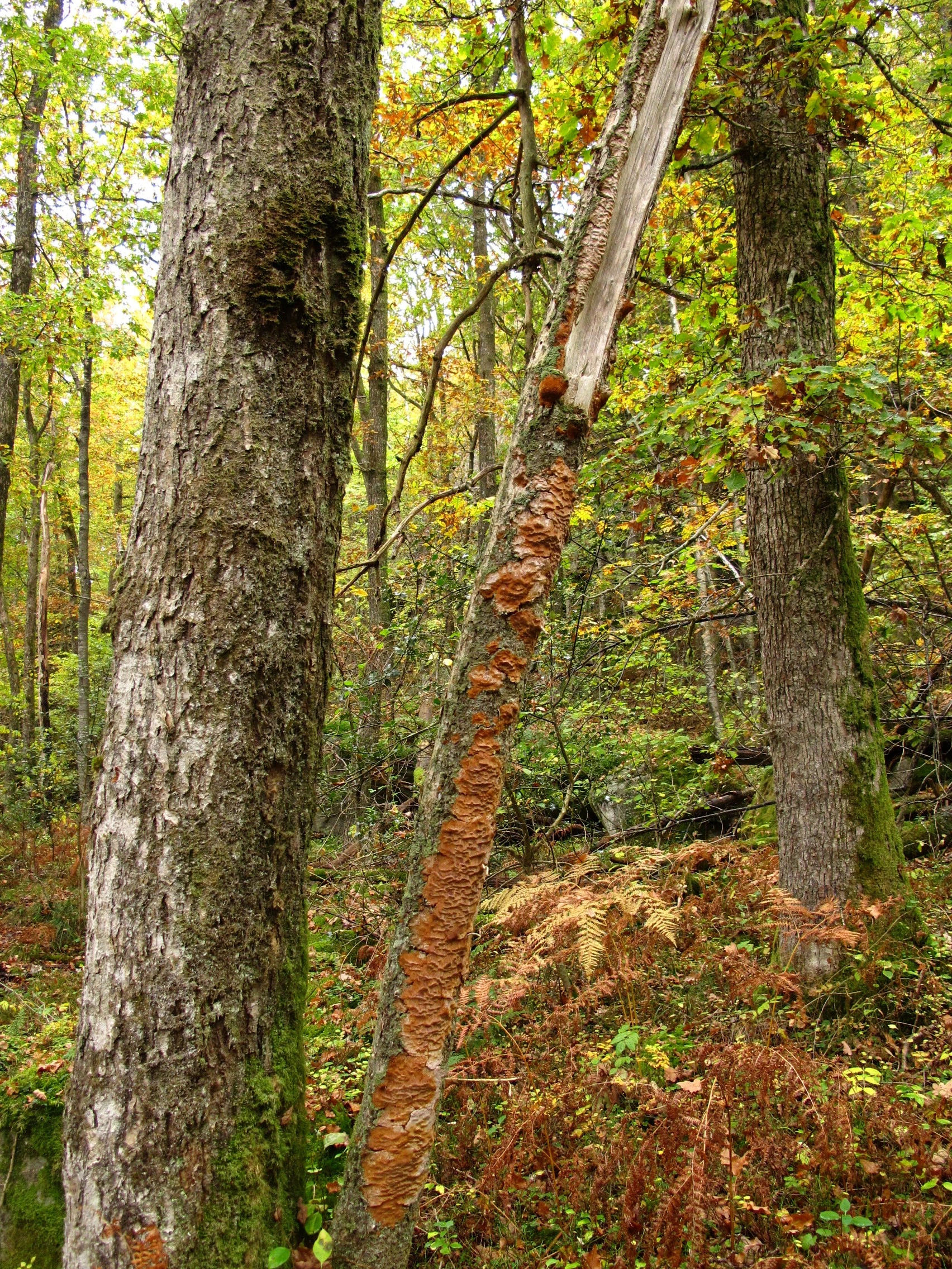 : Phellinus ferreus.