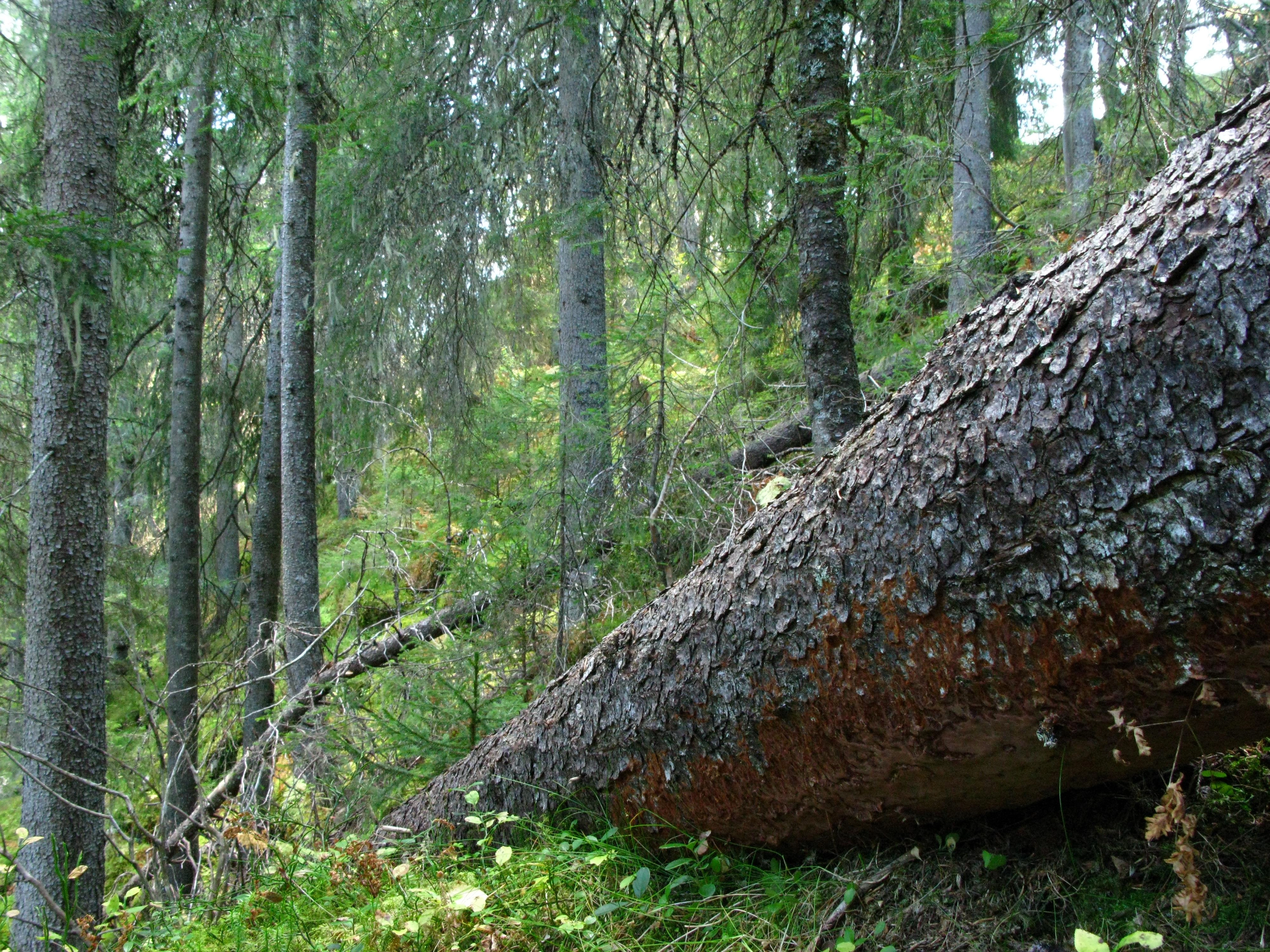 : Phellinus ferrugineofuscus.