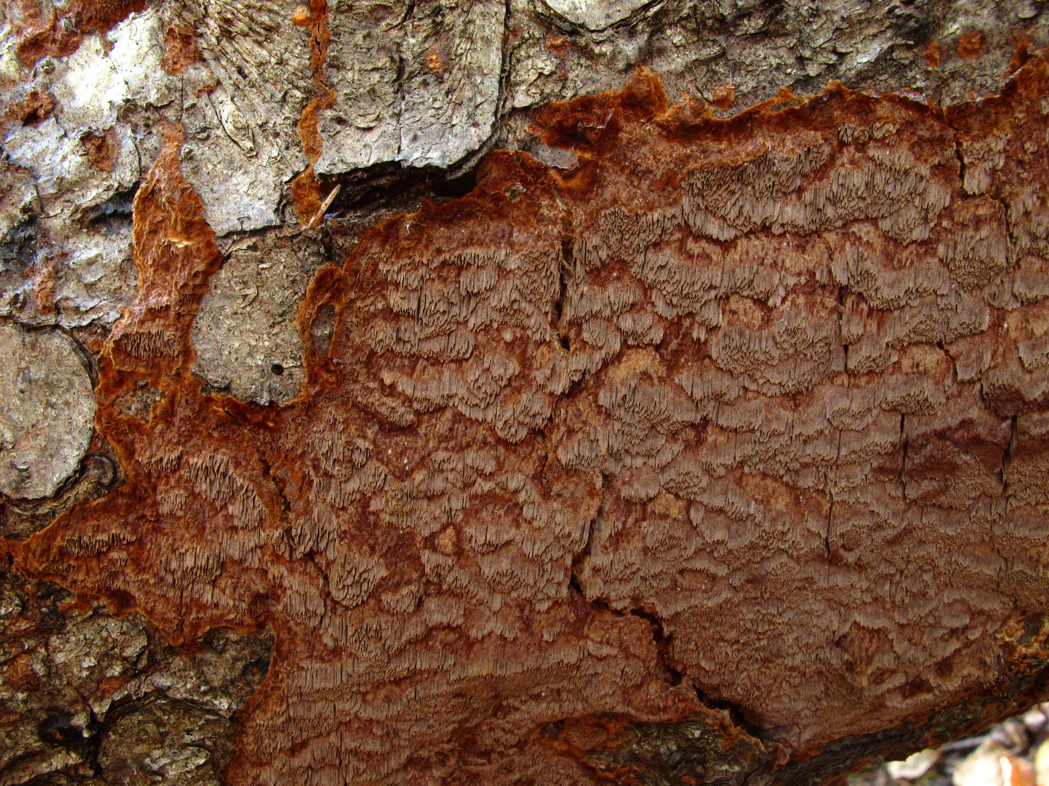 : Phellinus ferrugineofuscus.