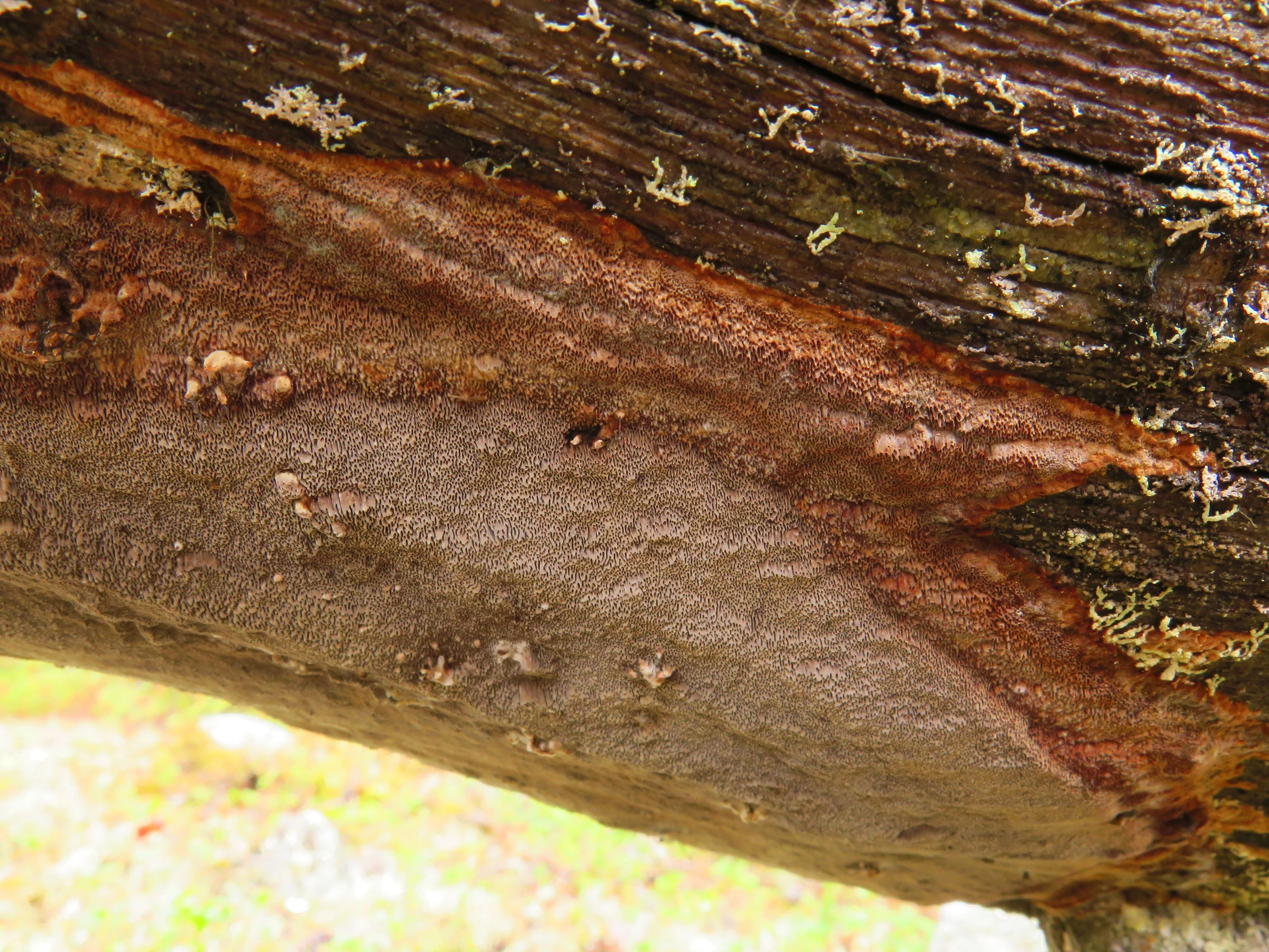 : Phellinus ferrugineofuscus.