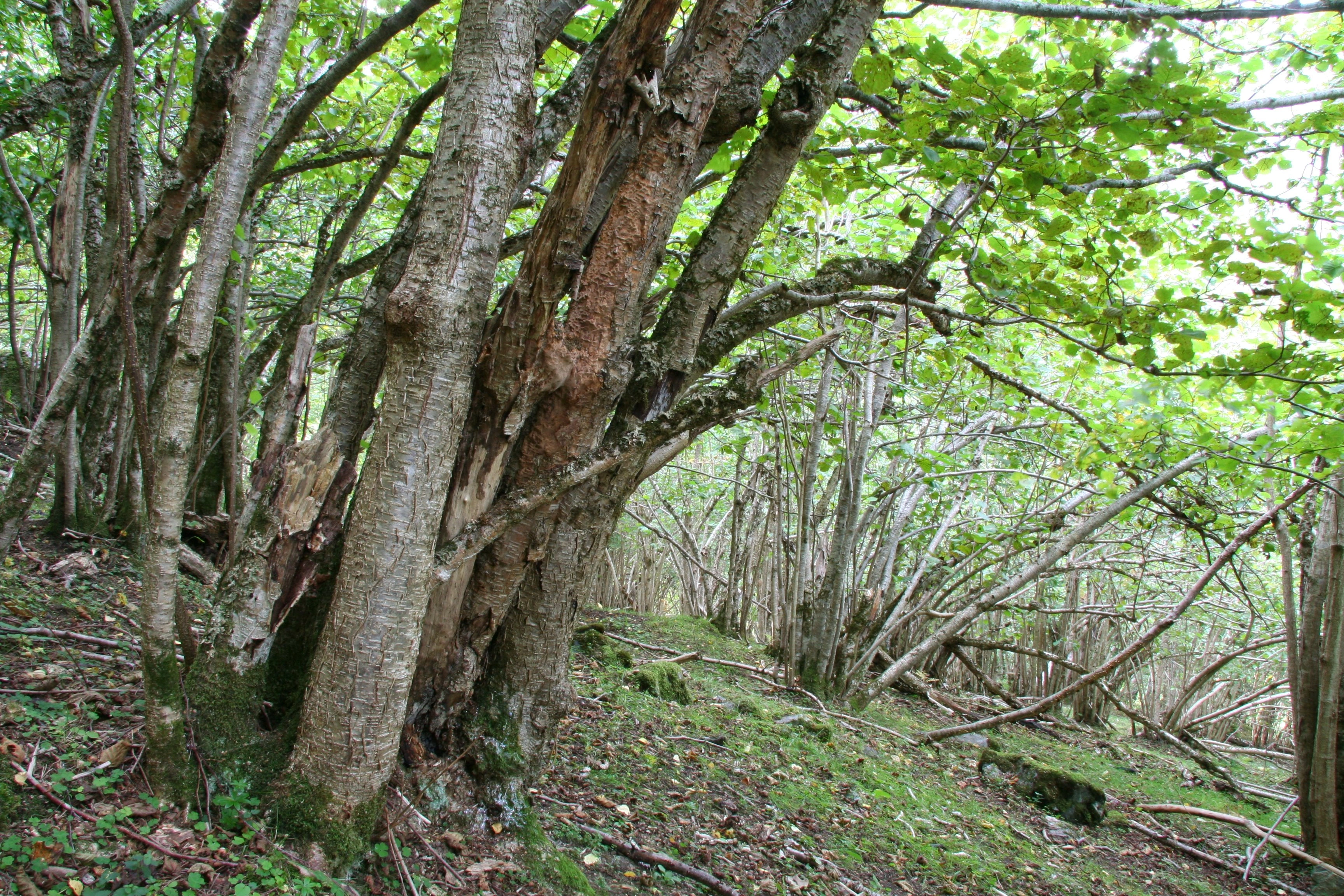 : Phellinus ferruginosus.