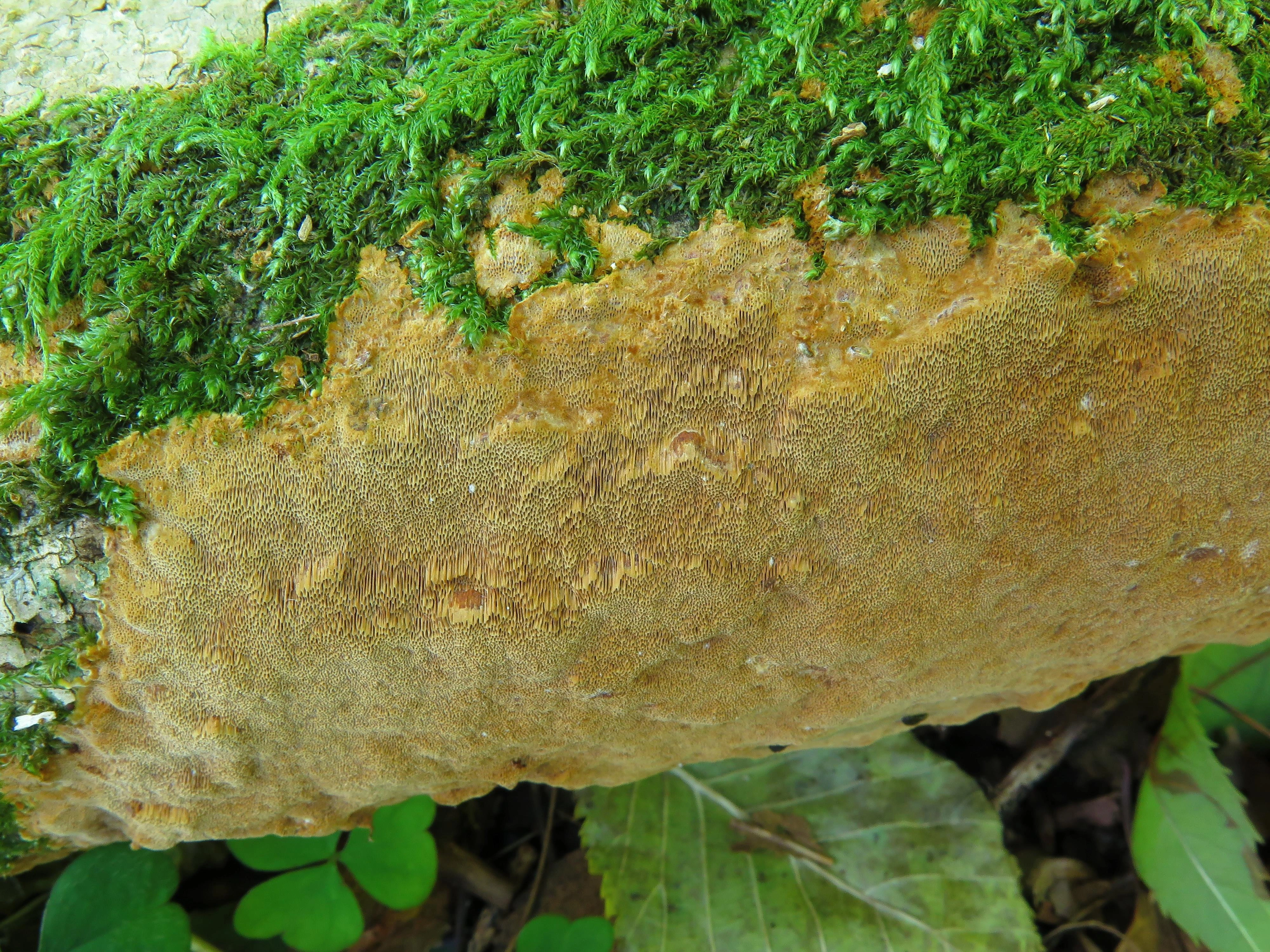 : Phellinus ferruginosus.