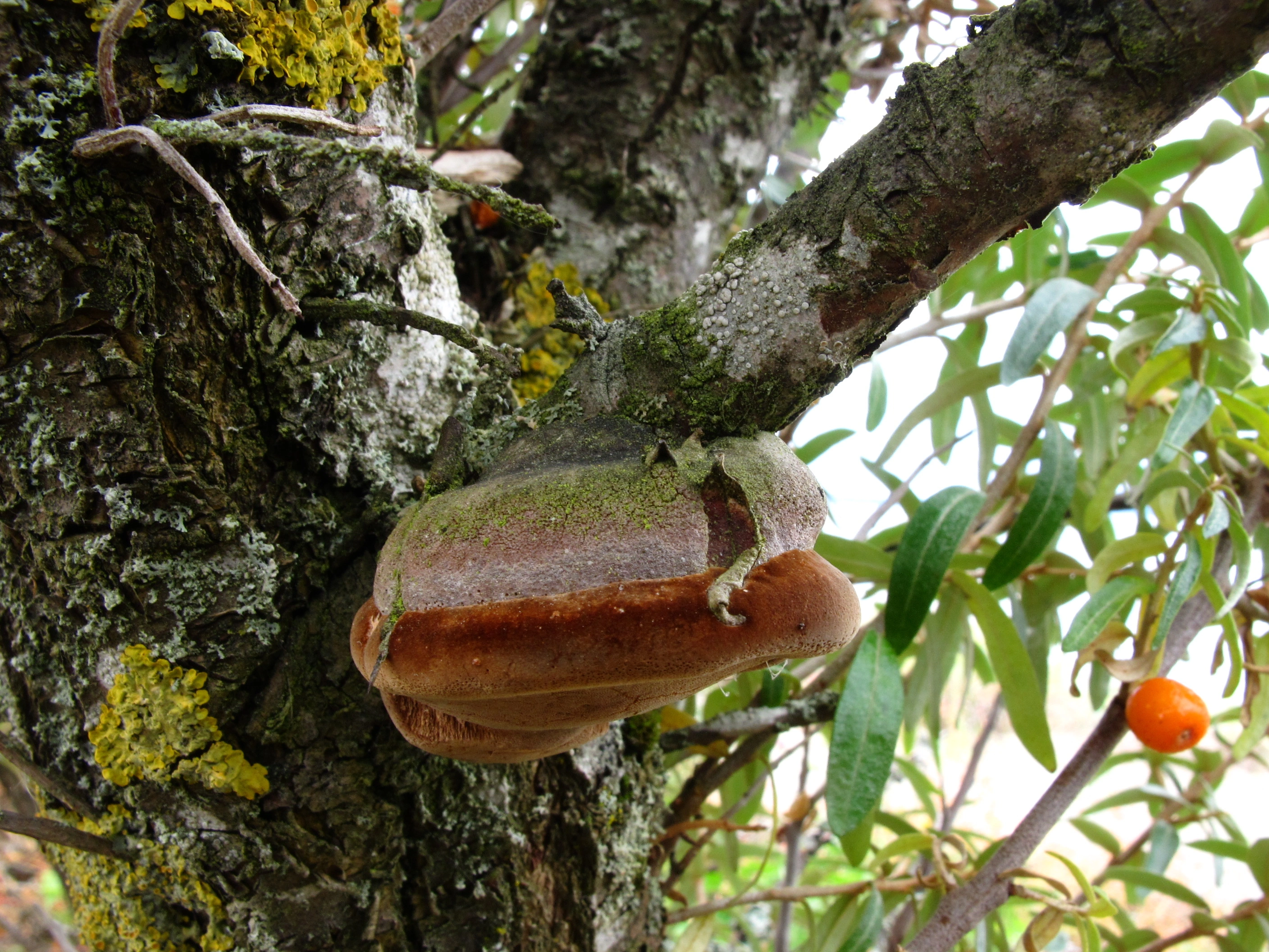 : Phellinus hippophaëicola.