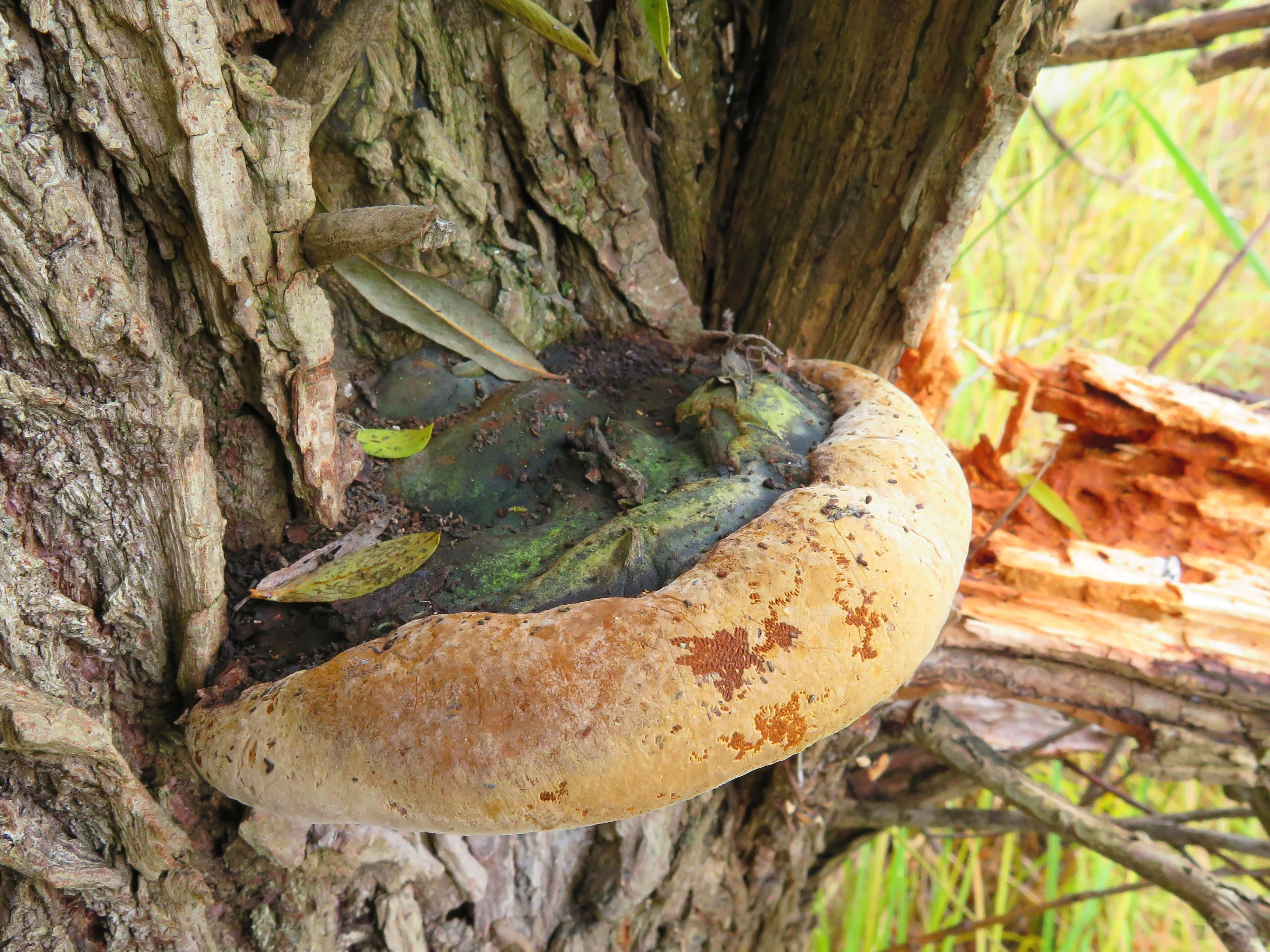 : Phellinus igniarius.