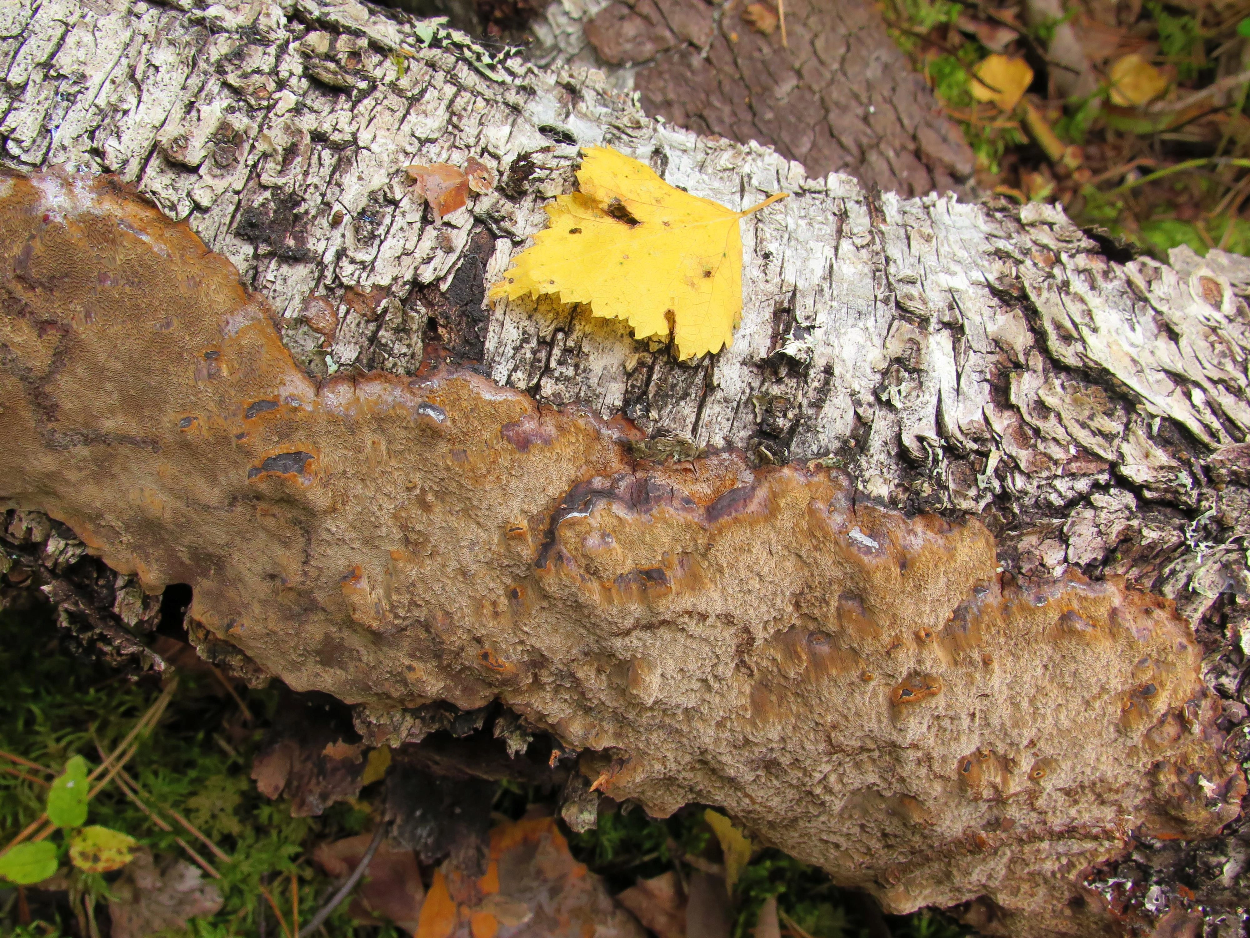 : Phellinus laevigatus.