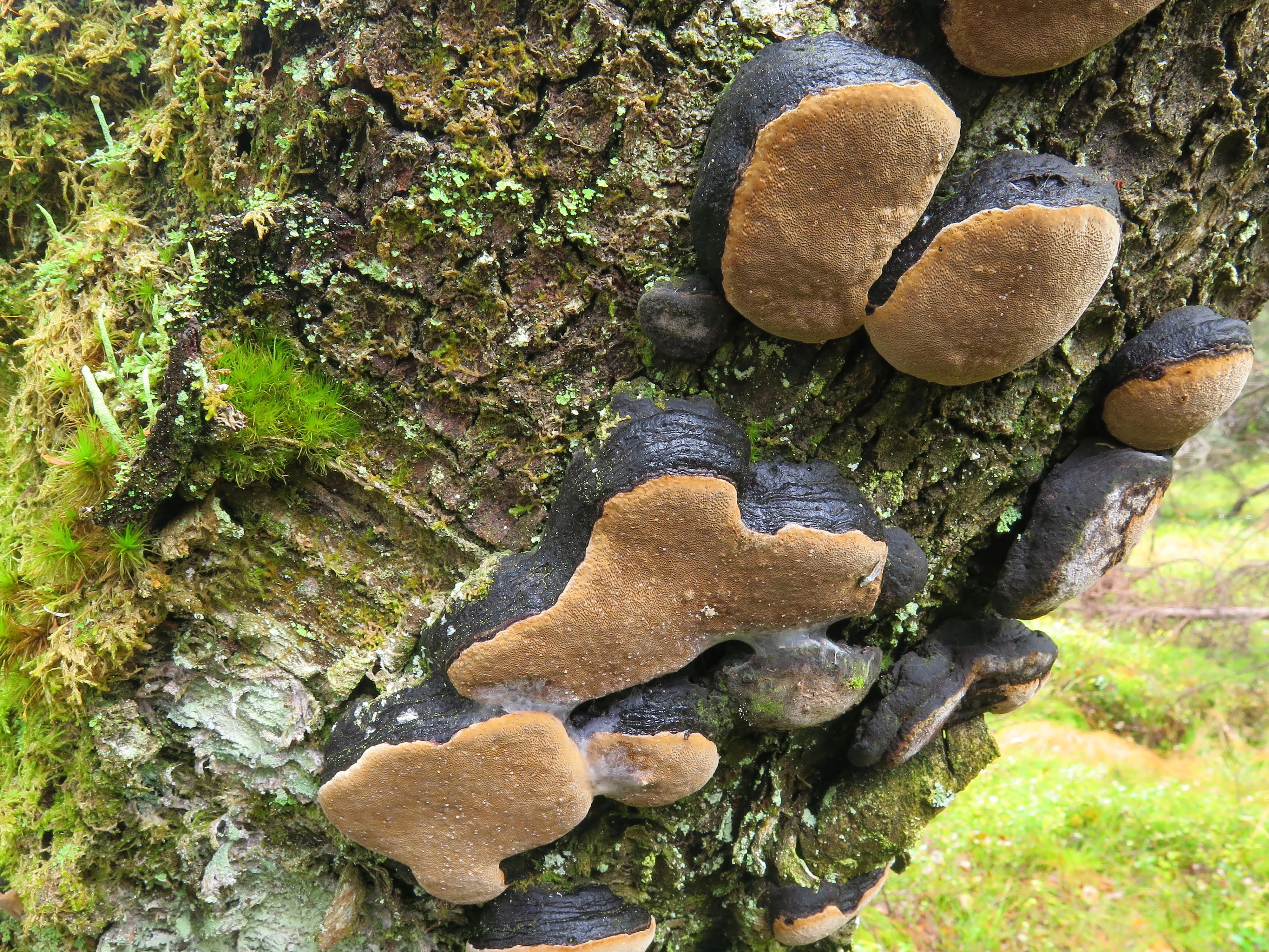 : Phellinus lundellii.