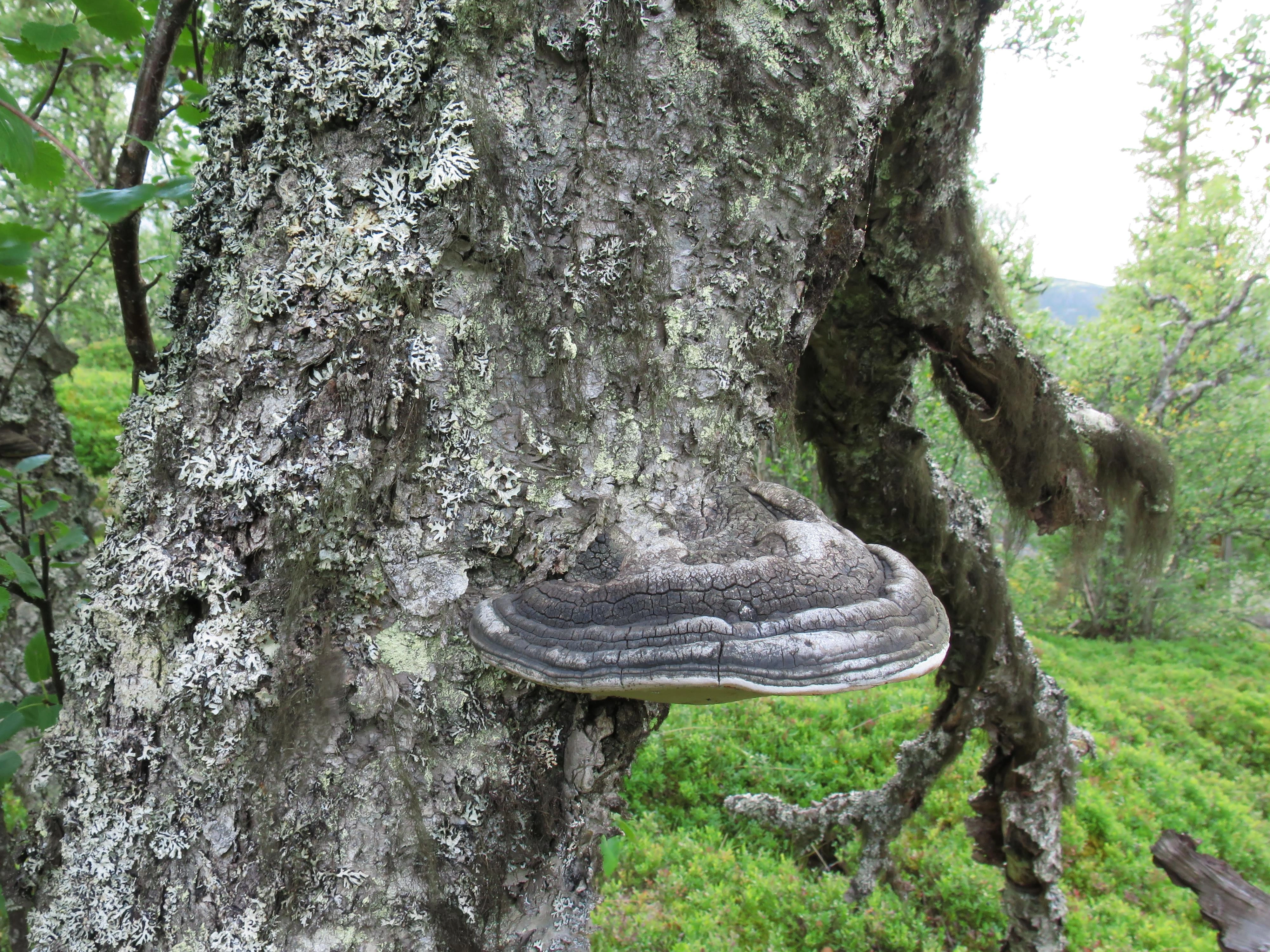 : Phellinus nigricans.