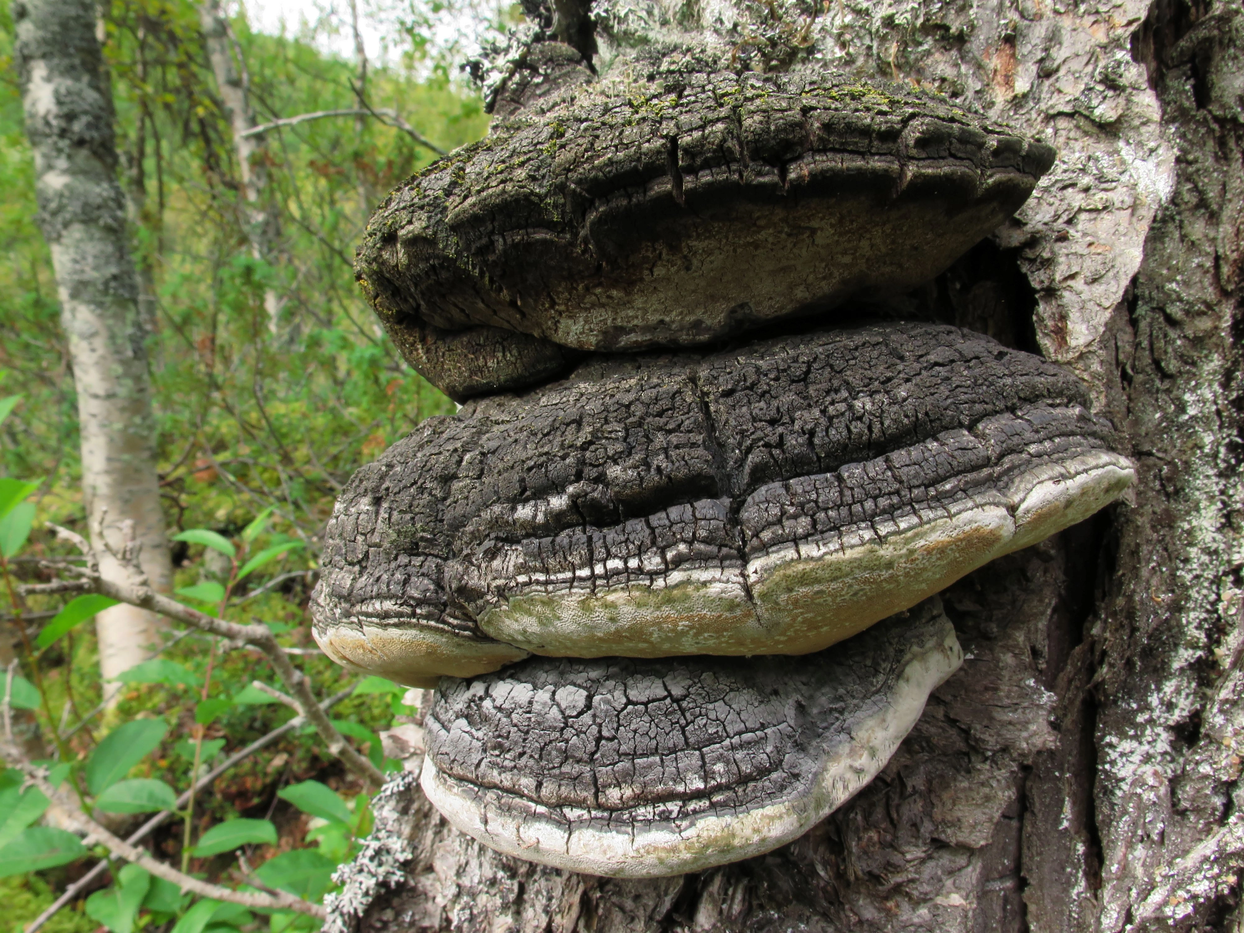 : Phellinus nigricans.