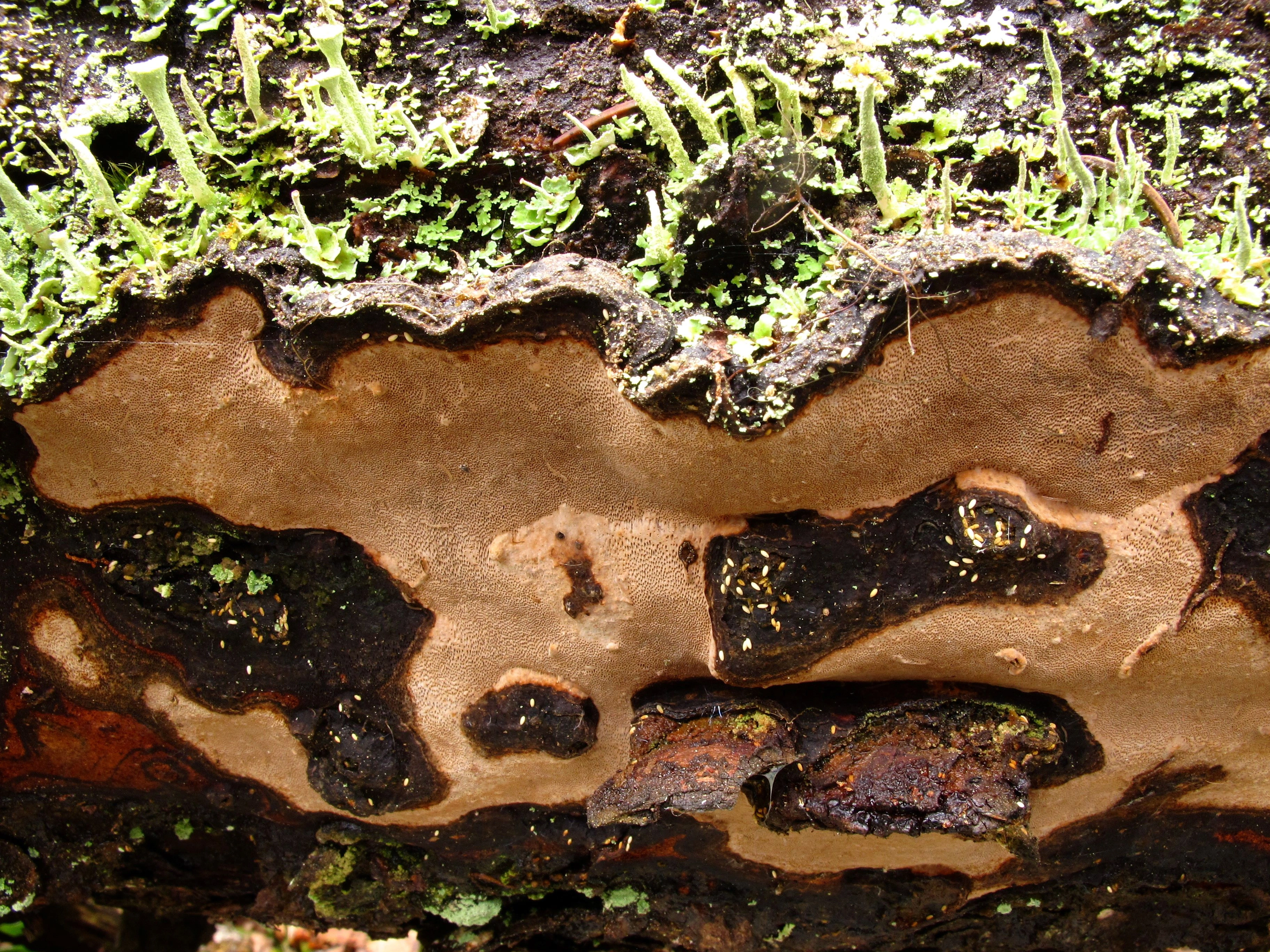 : Phellinus nigrolimitatus.