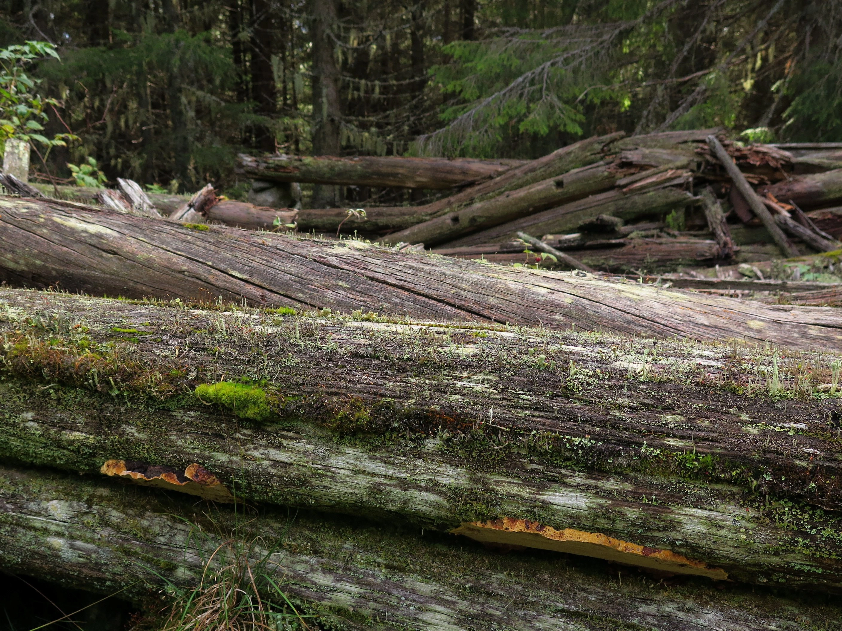 : Phellinus nigrolimitatus.