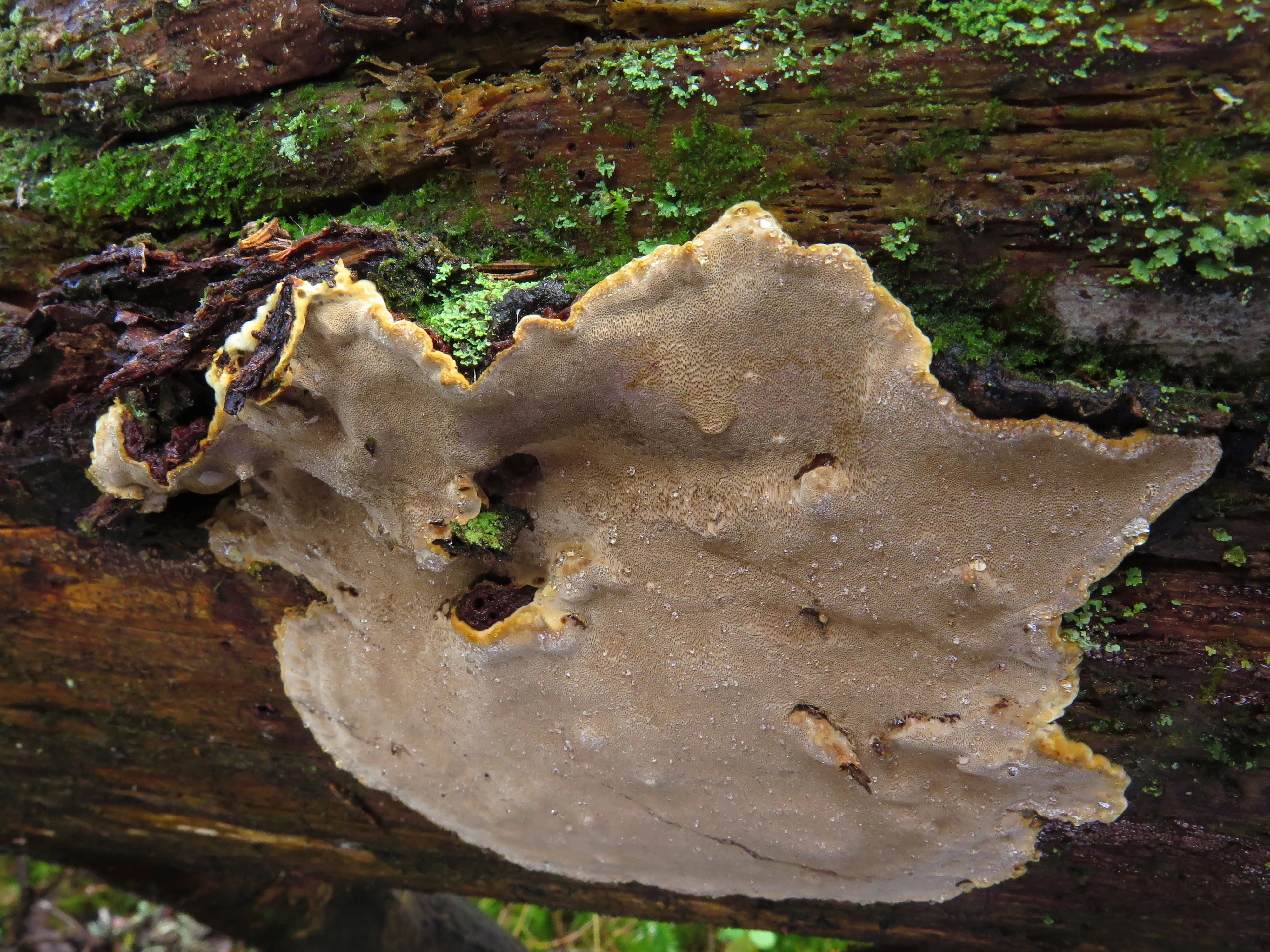 : Phellinus nigrolimitatus.