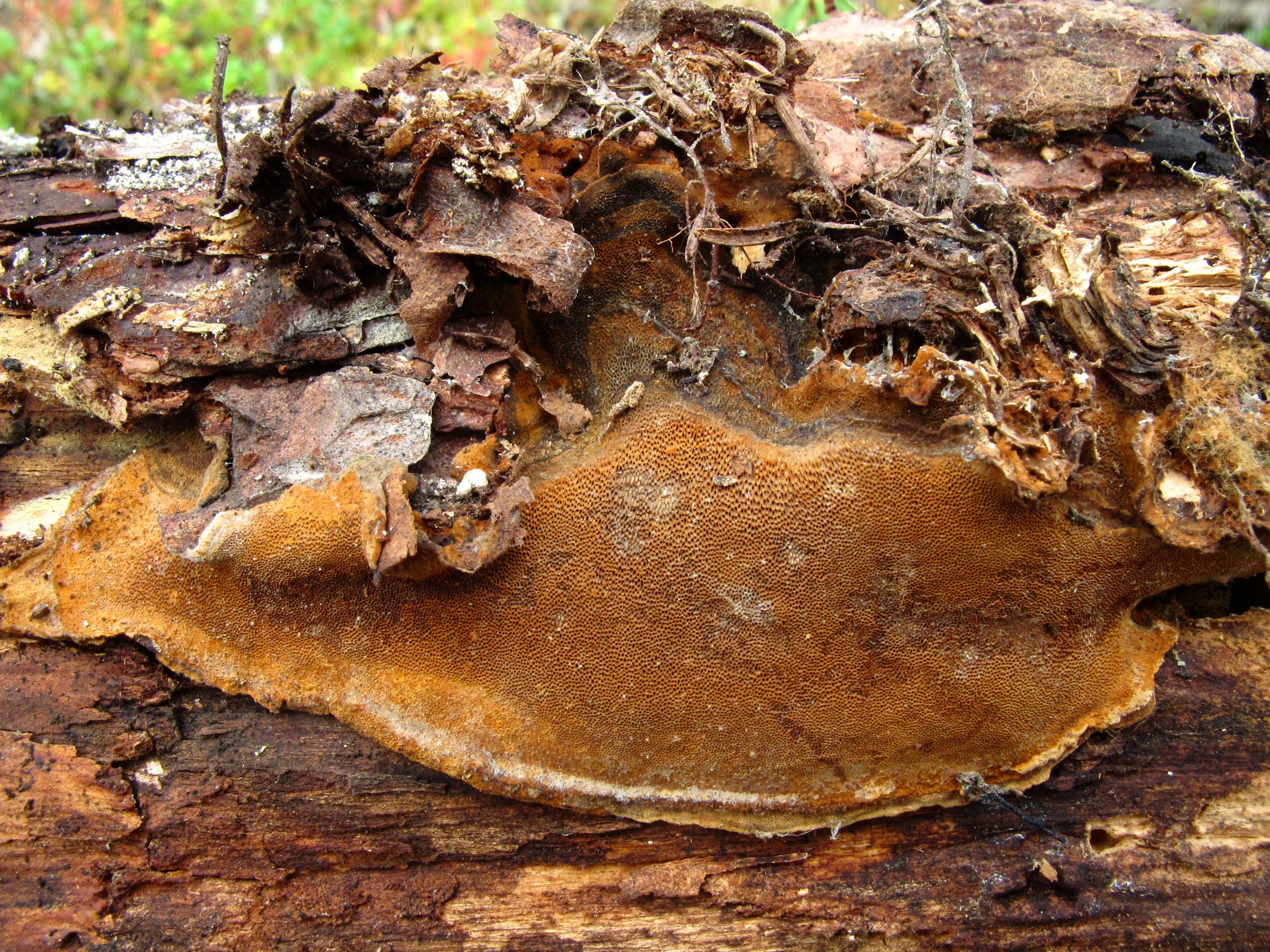 : Phellinus nigrolimitatus.