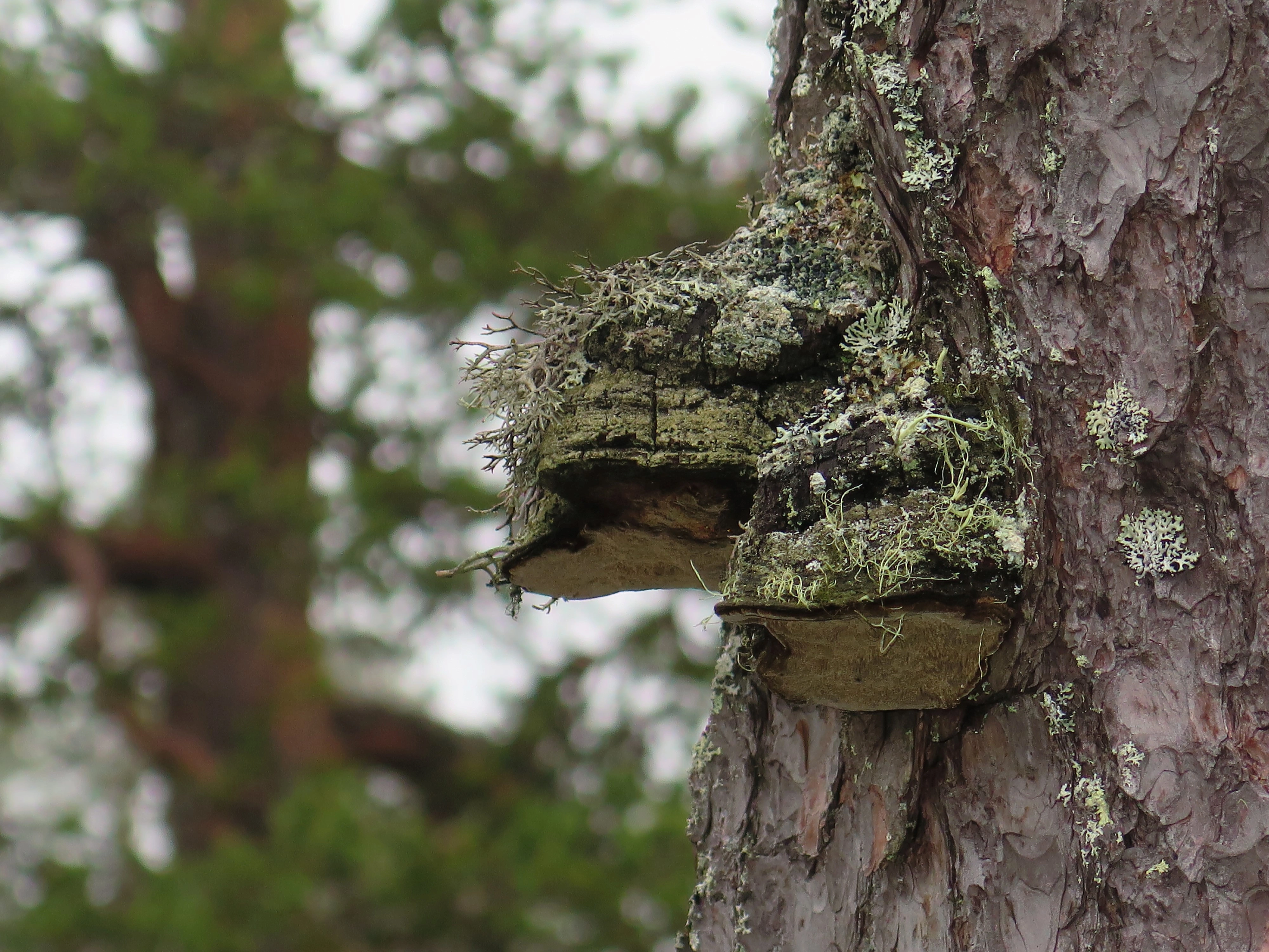 : Phellinus pini.