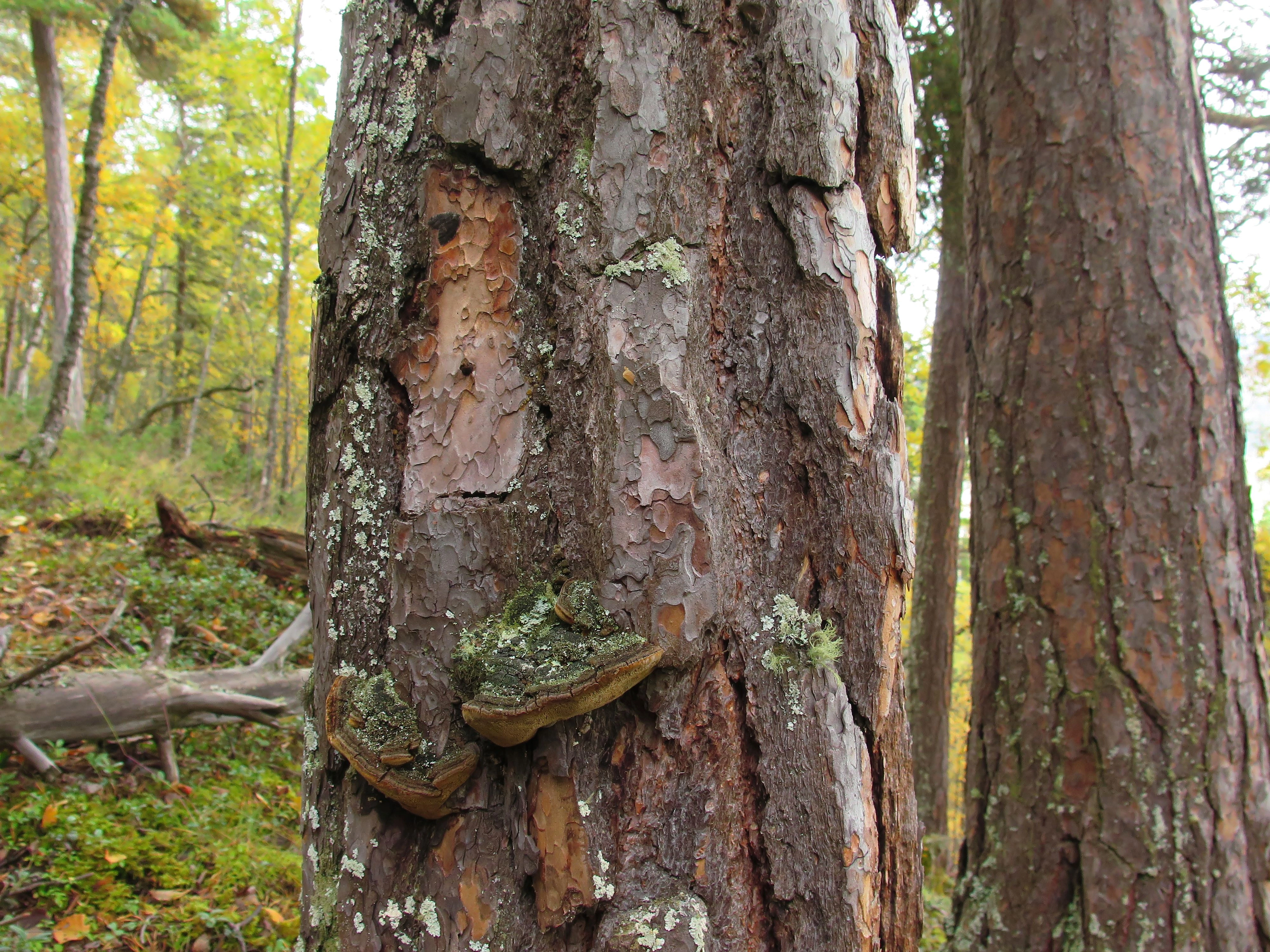 : Phellinus pini.