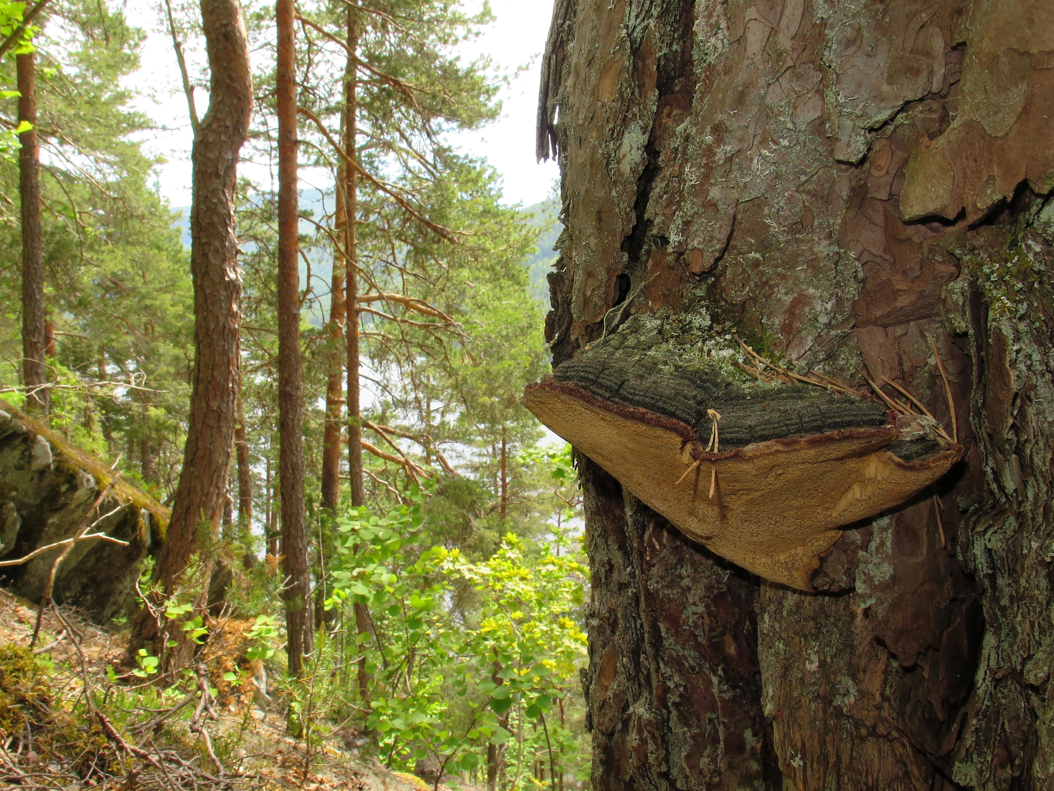 : Phellinus pini.