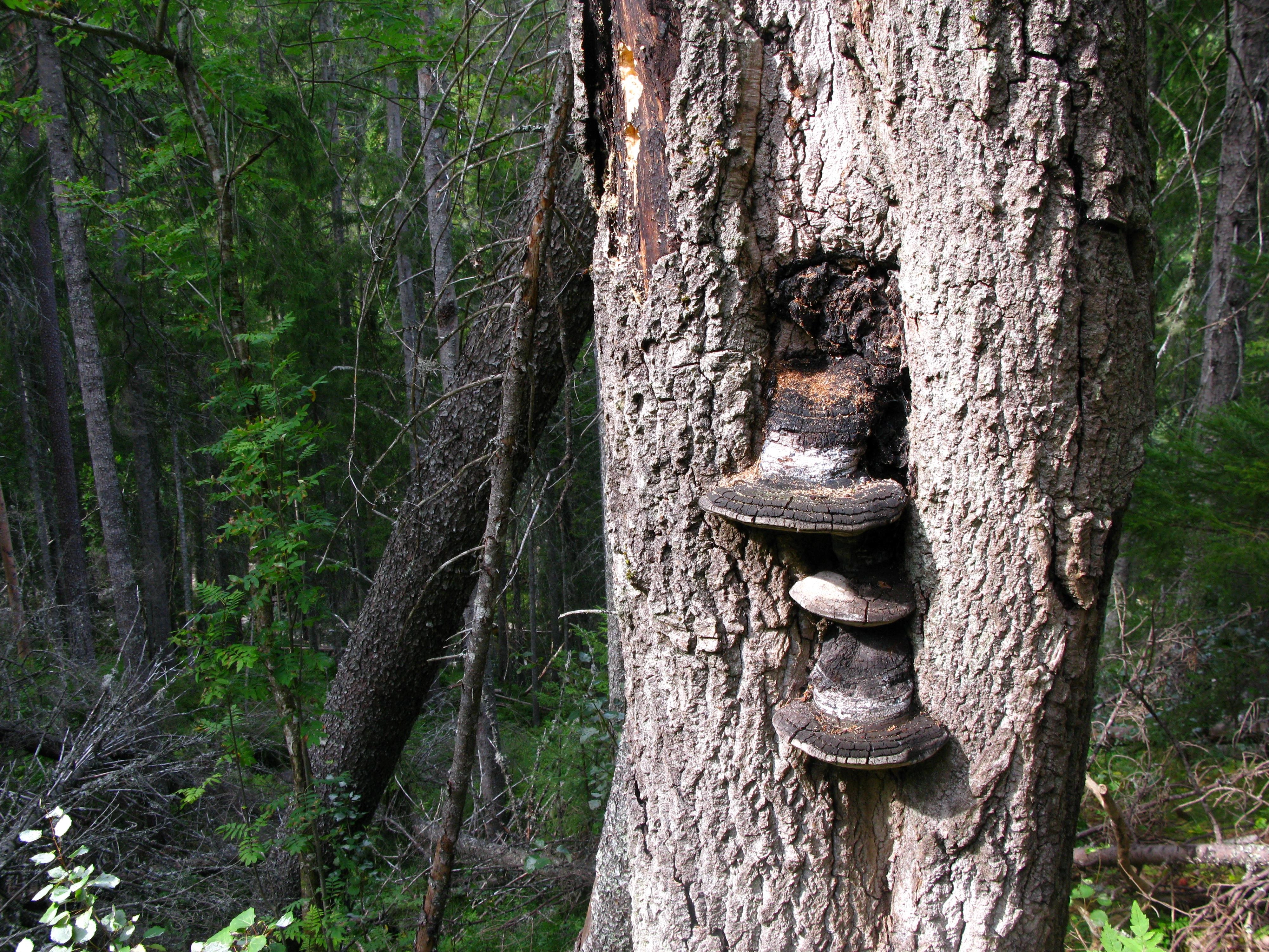 : Phellinus populicola.