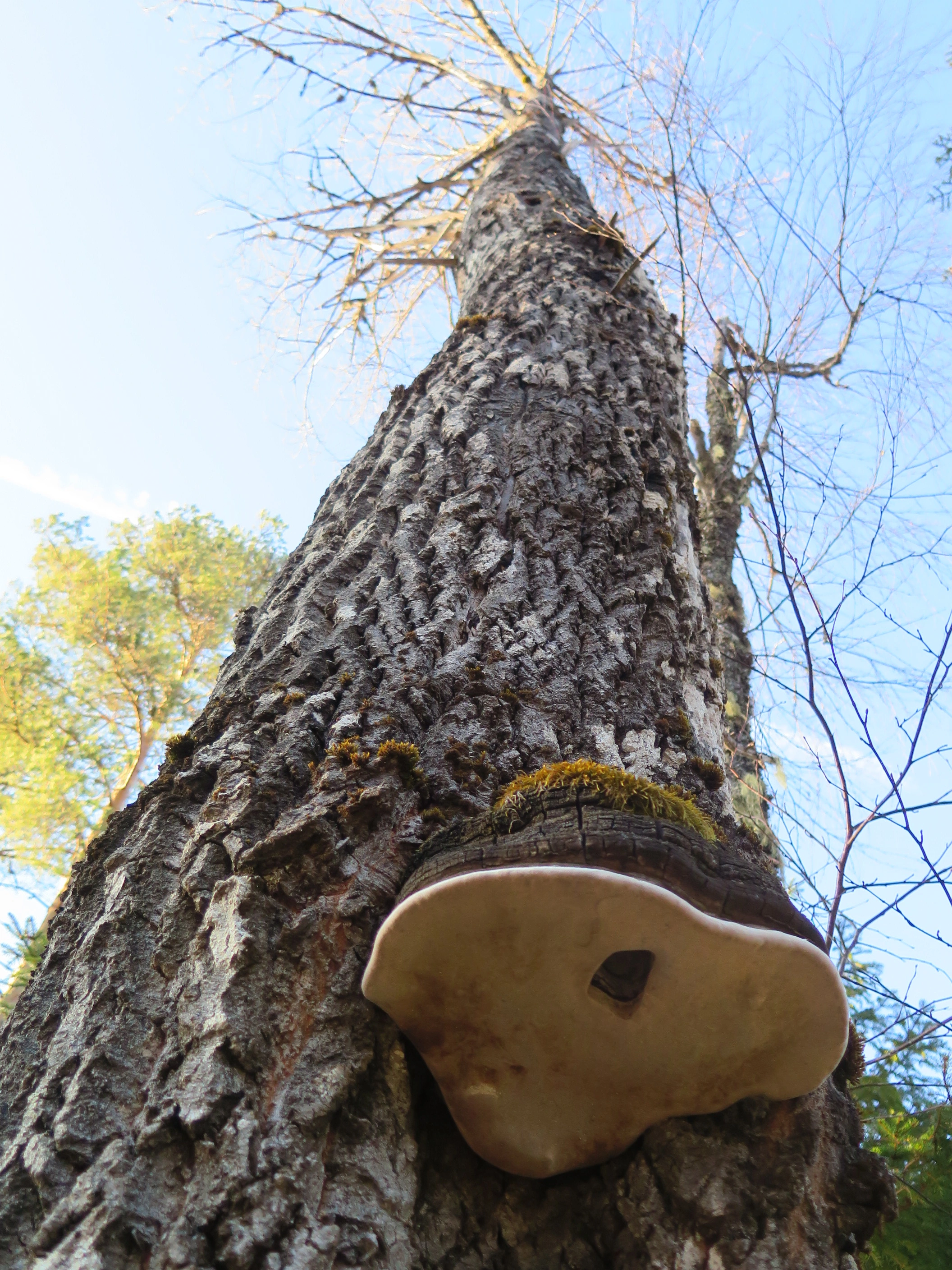 : Phellinus populicola.