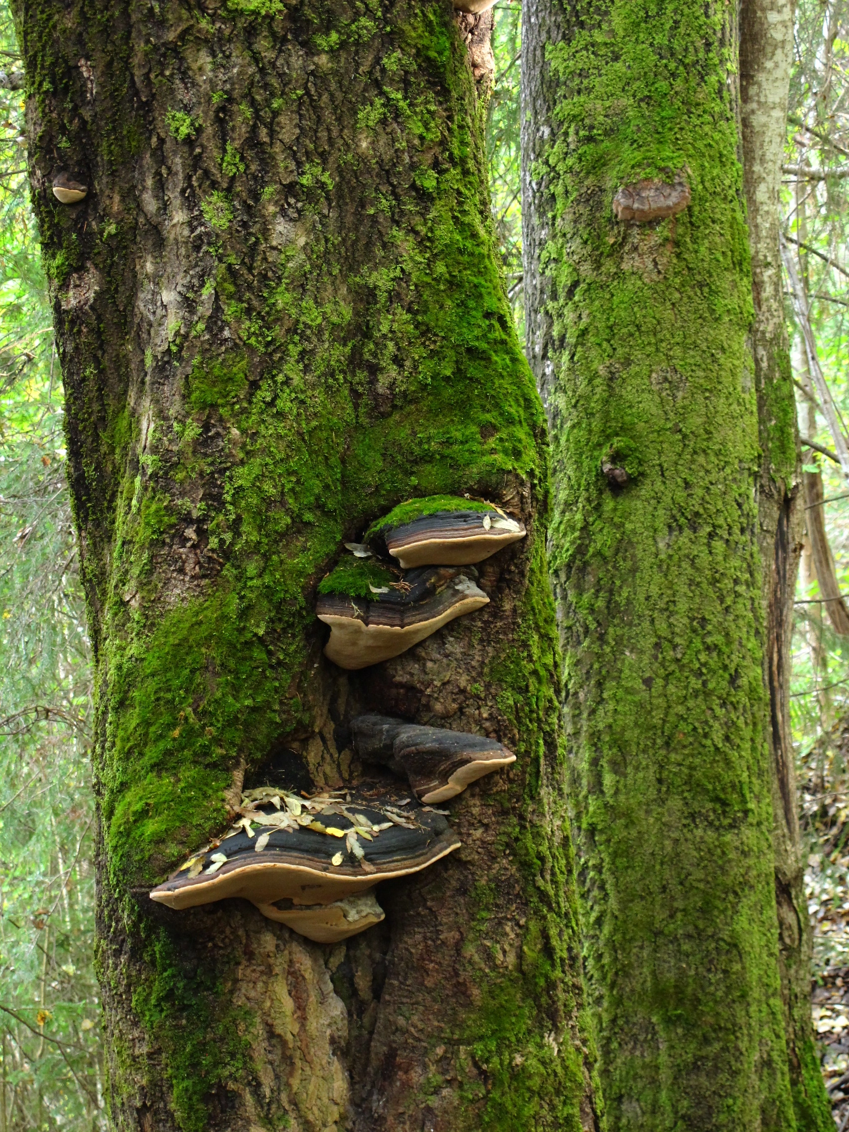 : Phellinus populicola.